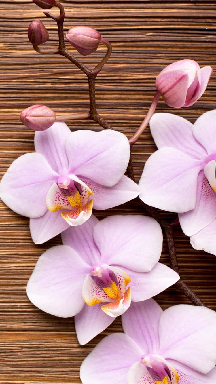 light pink floral iPhone, pink orchids, yellow centers, HD Phone Wallpaper