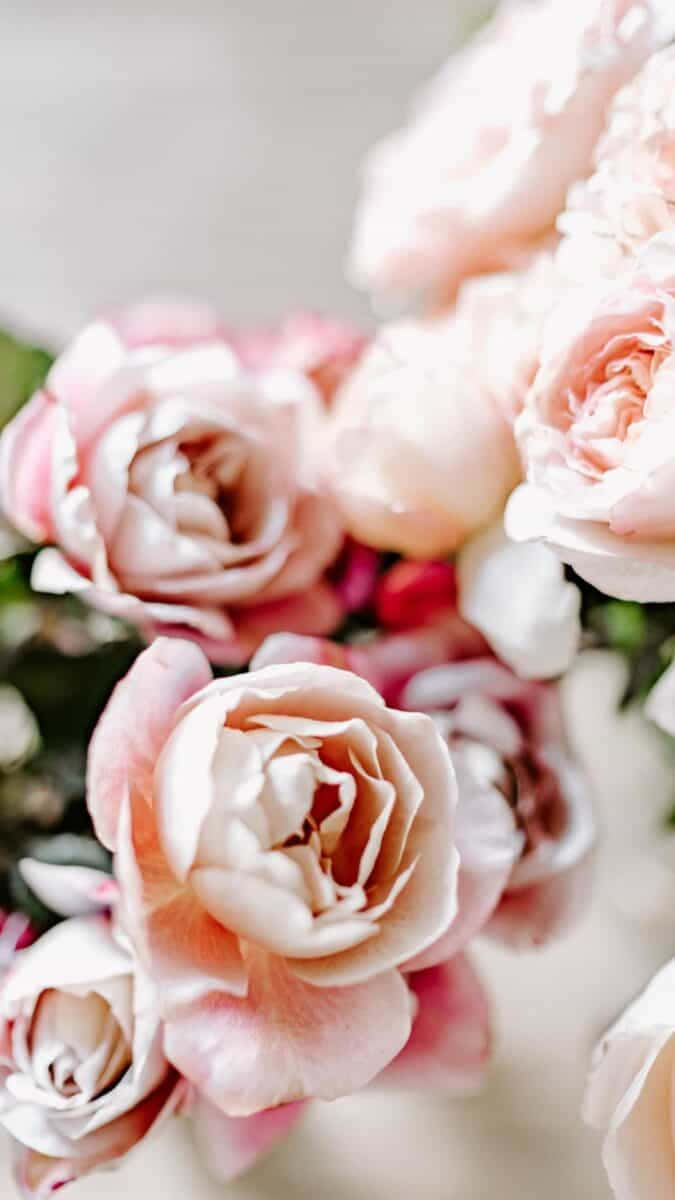 Light Pink Floral iPhone, soft pink roses, creamy background, SD Phone Wallpaper