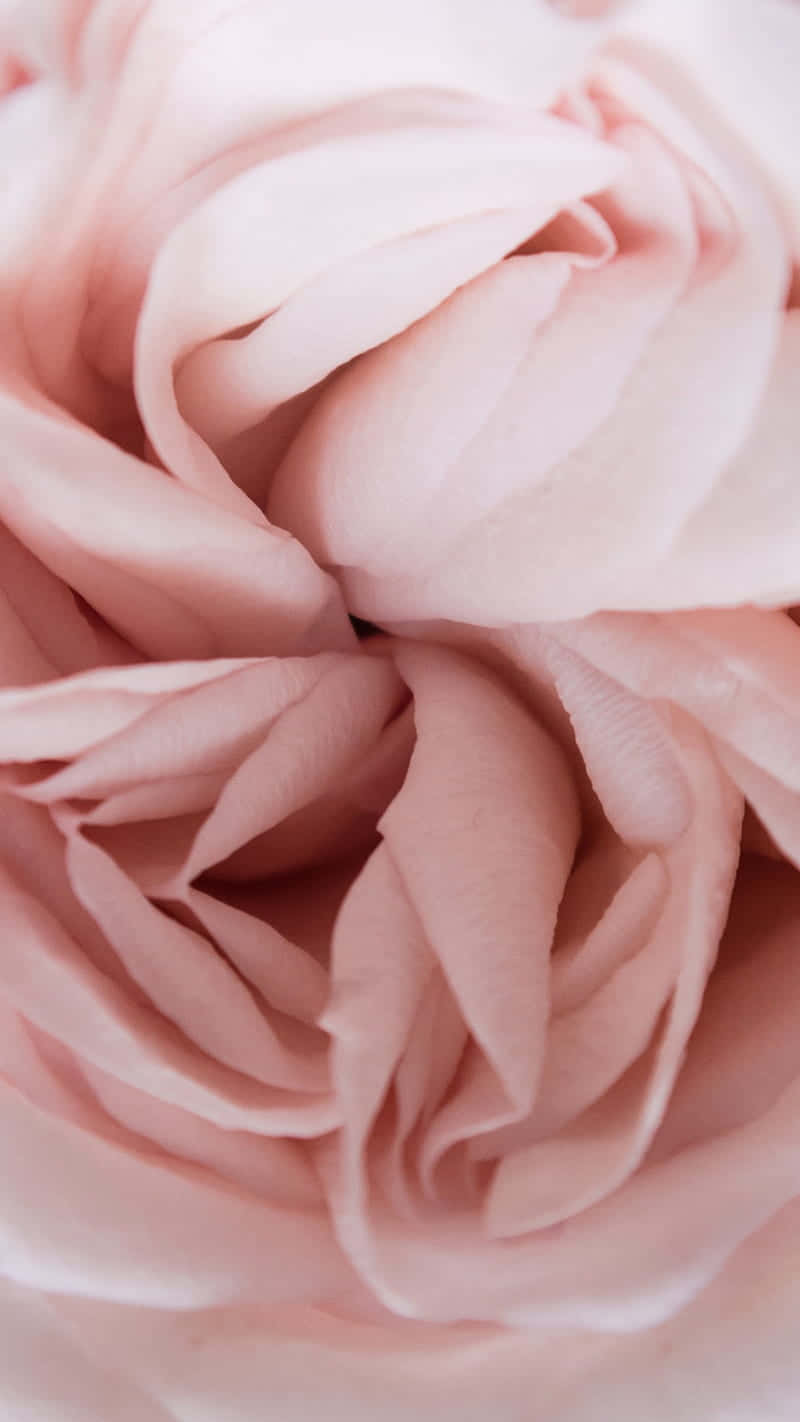light pink floral iPhone, soft pink rose, delicate layered petals, HD Phone Wallpaper