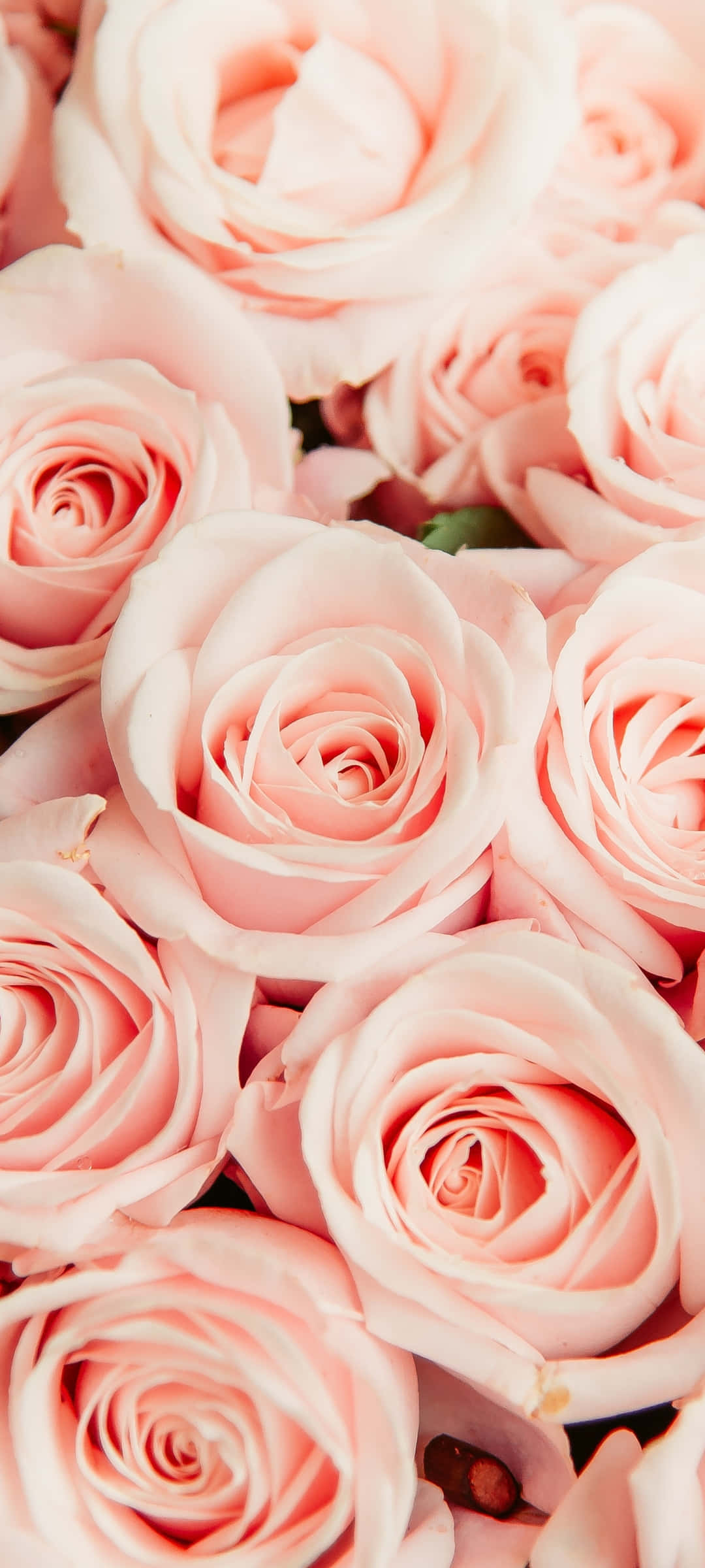 light pink floral pattern, iPhone, soft pink roses, Full HD Phone Wallpaper