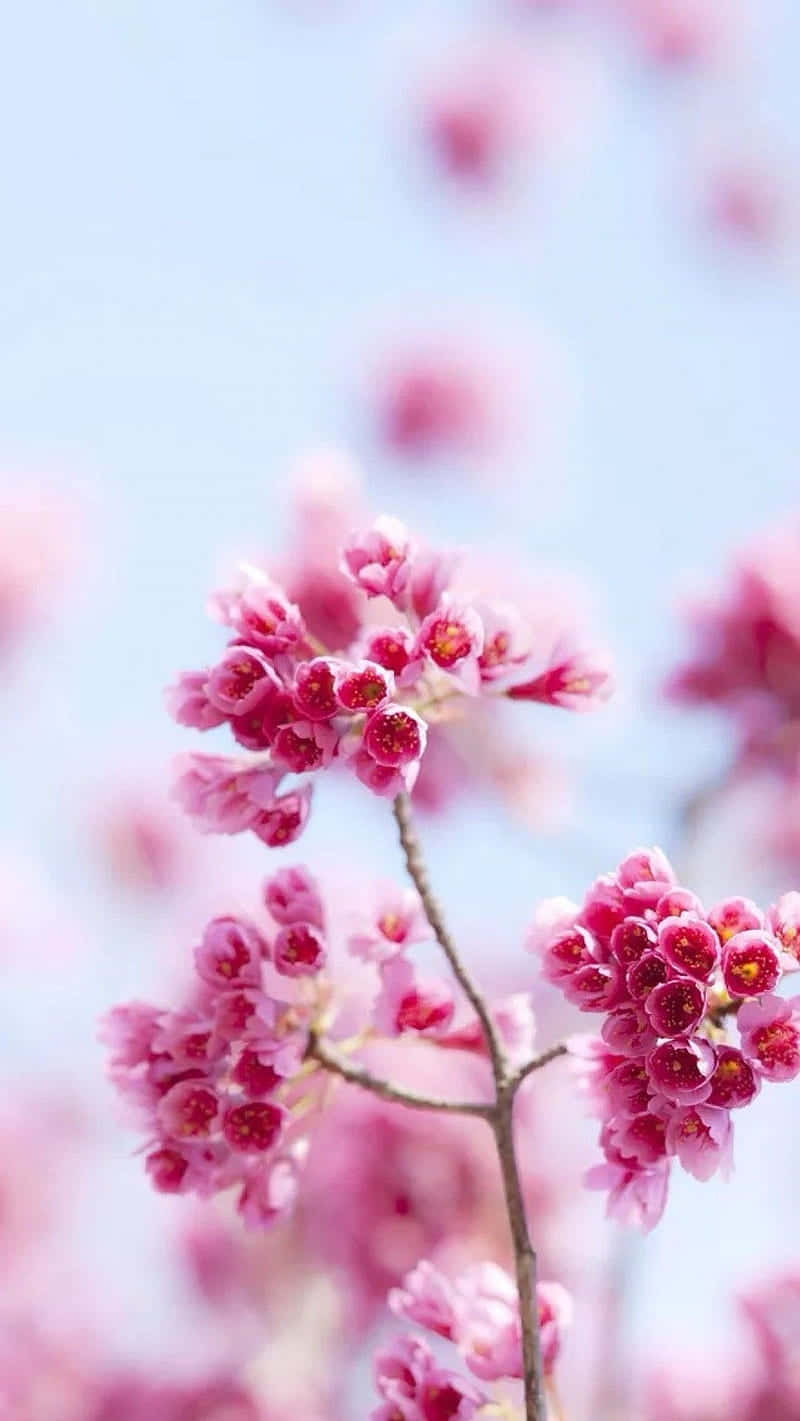 light pink floral iPhone, pink cherry blossoms, bright blue sky, HD Phone Wallpaper
