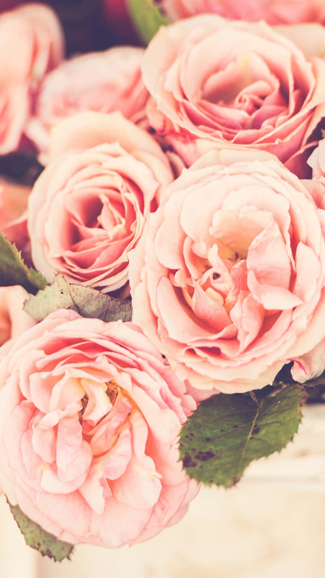 light pink floral iPhone, pink roses, lush petals, Full HD Phone Wallpaper