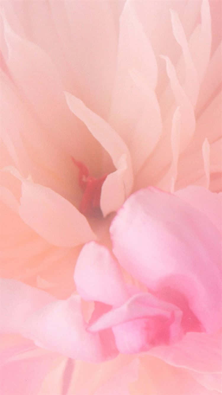 Light Pink iPhone, peony bloom, soft pink, HD Phone Wallpaper