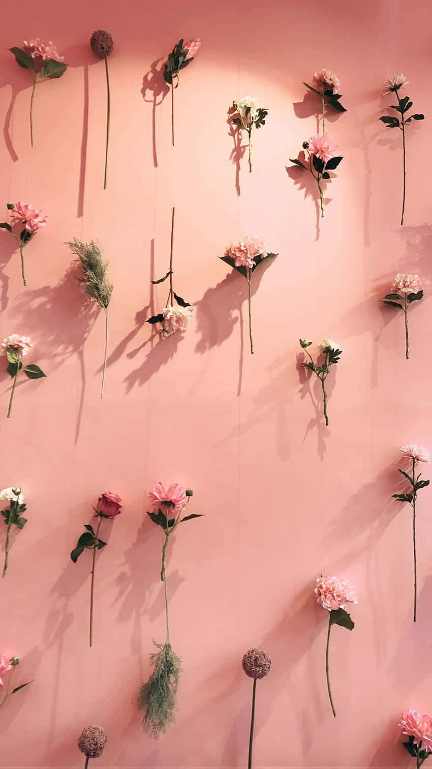 Light Pink iPhone, soft pink wall, delicate pink flowers, HD Phone Wallpaper