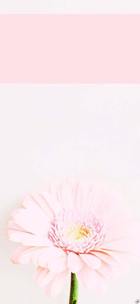 Light Pink iPhone, pink gerbera daisy, pastel pink, SD Phone Wallpaper