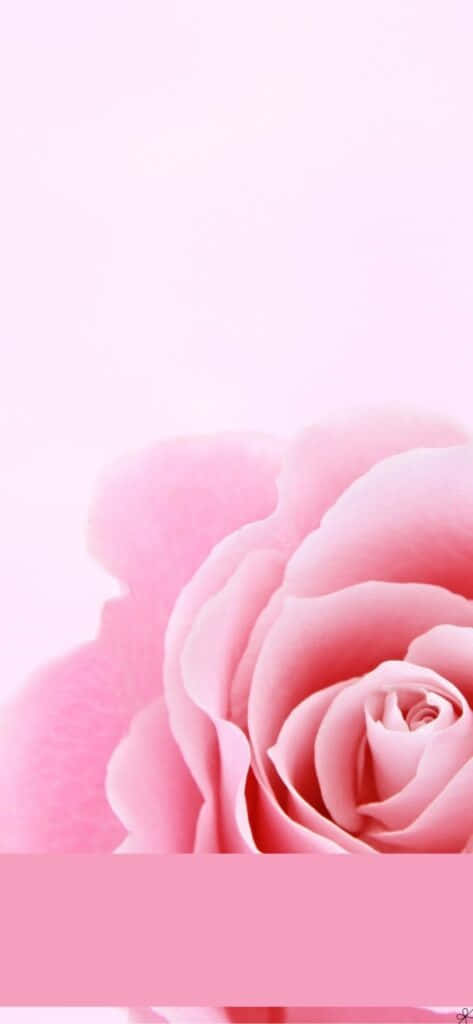 light pink iPhone, pink rose, pastel pink gradient, SD Phone Wallpaper