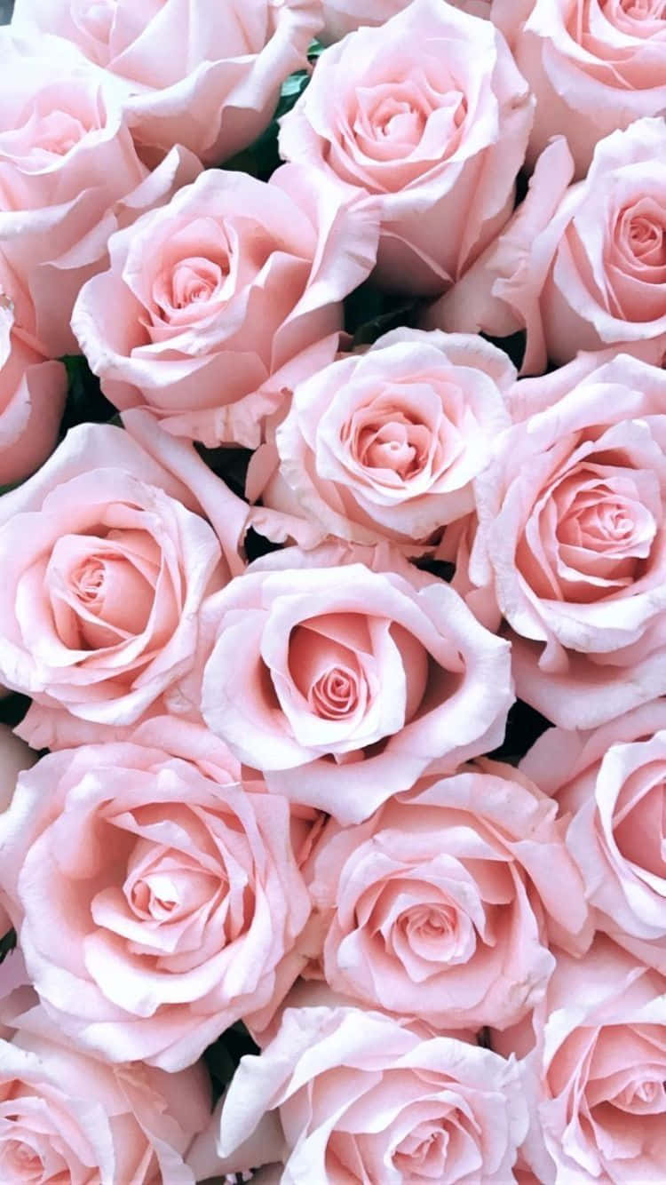 light pink iPhone, soft pink roses, delicate petals, HD Phone Wallpaper