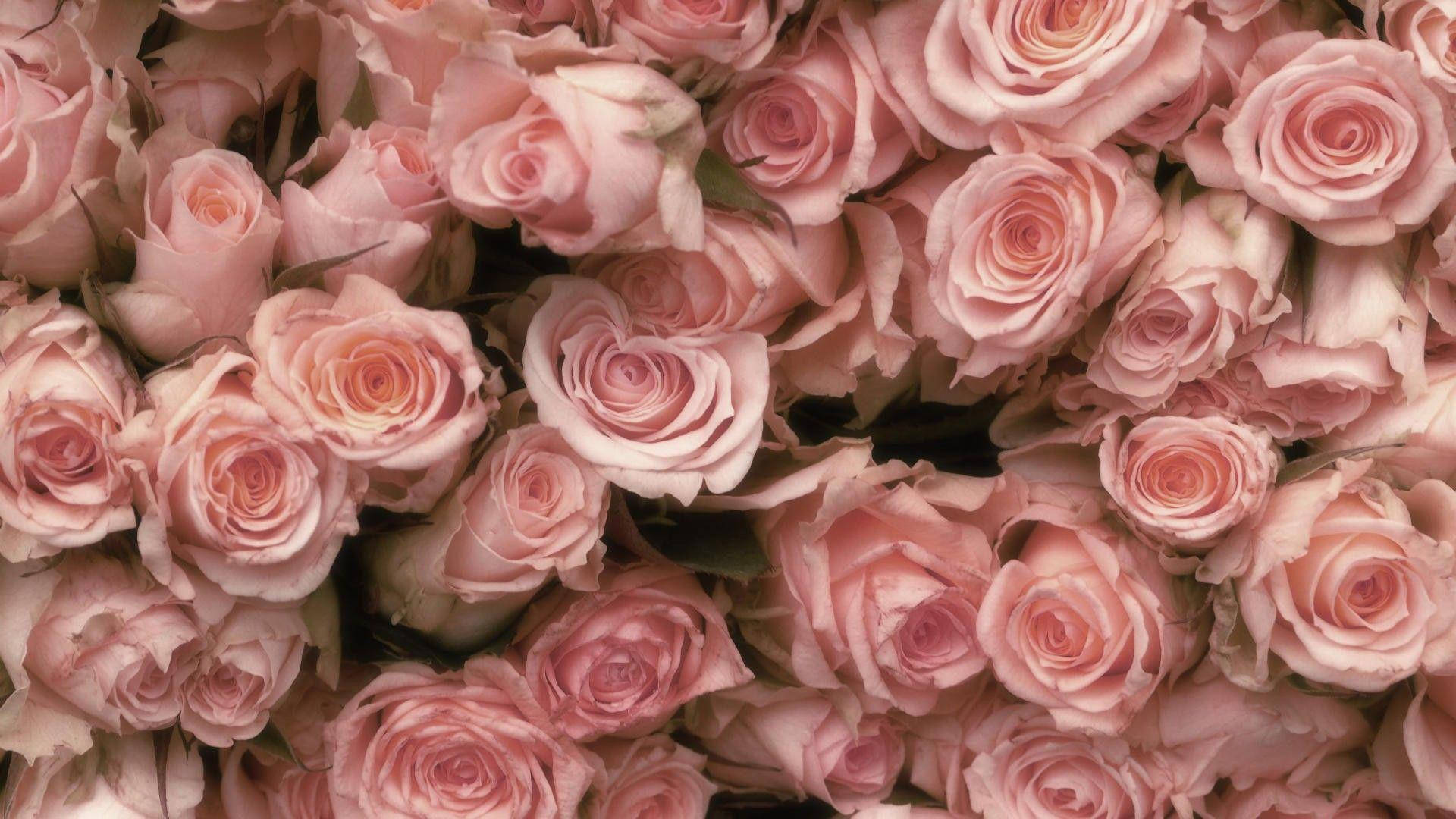 light pink, roses, petals, Full HD Desktop Wallpaper