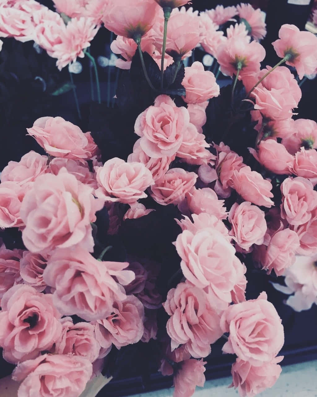 vintage rose pink, soft pink roses, delicate petals, HD Phone Wallpaper