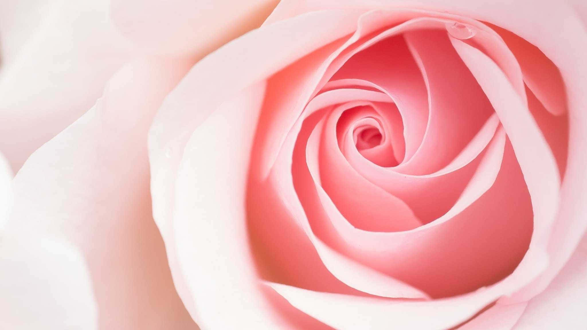 soft pink rose, delicate petals, gentle light, Full HD Desktop Wallpaper