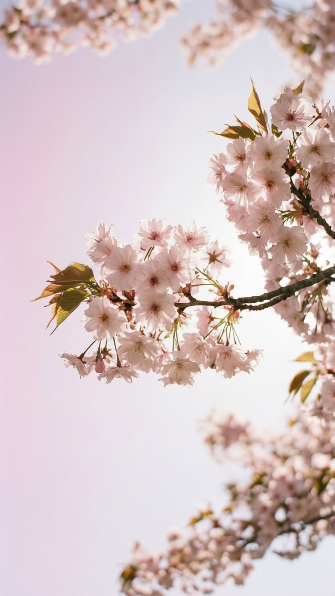 cherry blossom, pink, pastel sky, Full HD Phone Wallpaper