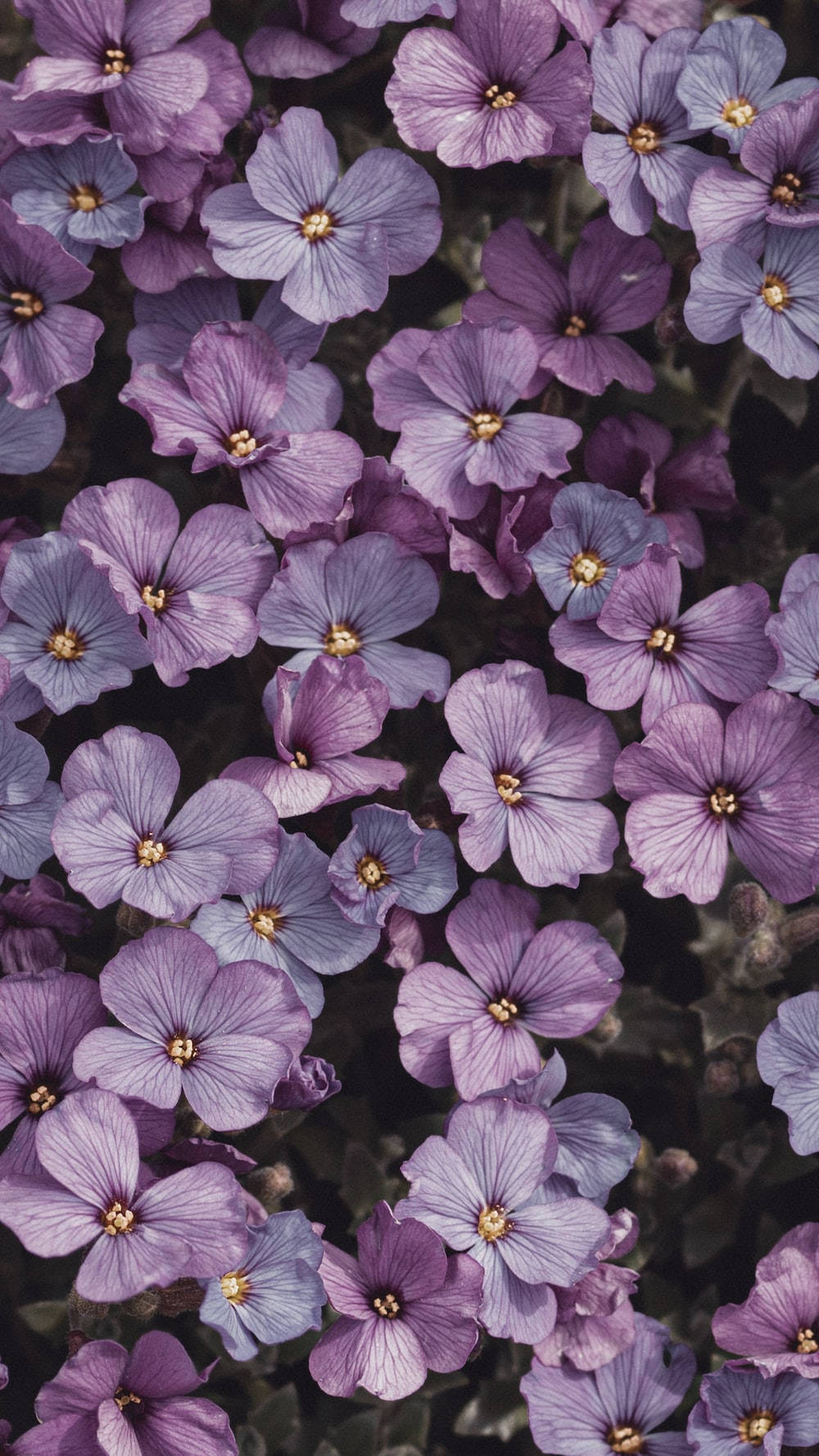 light purple aesthetic, aubrieta flowers, purple flowers, HD Phone Wallpaper