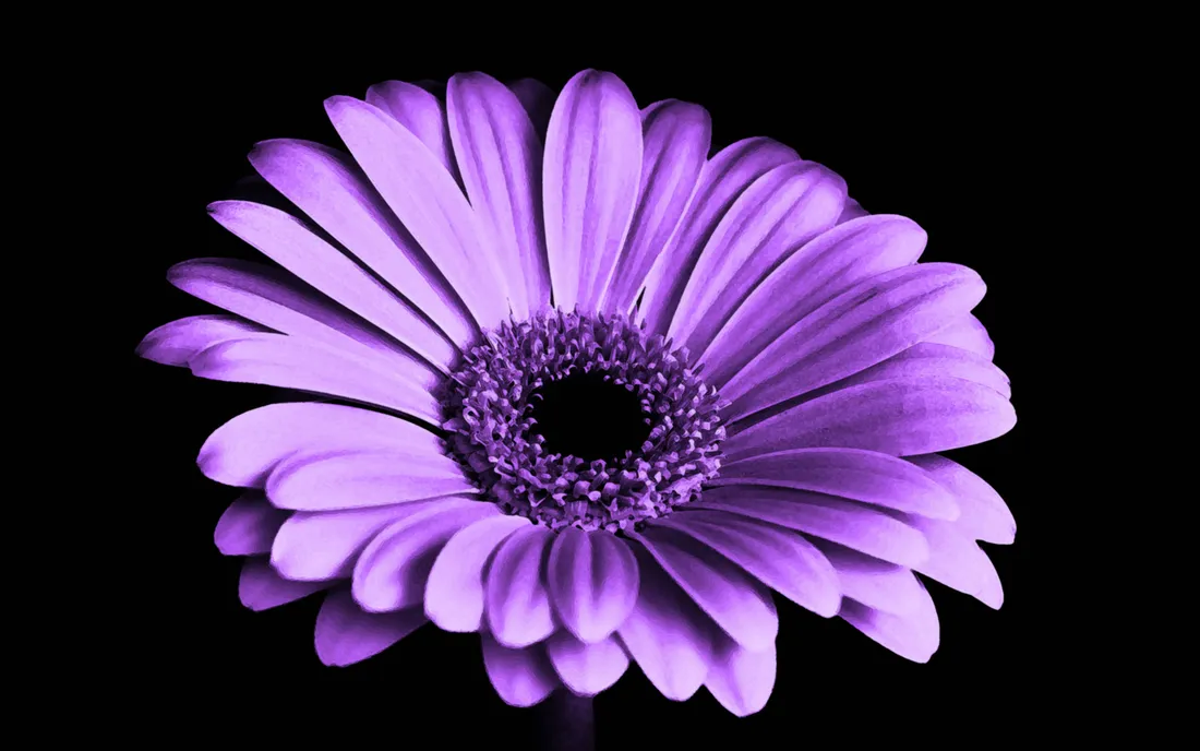 Light Purple Flower