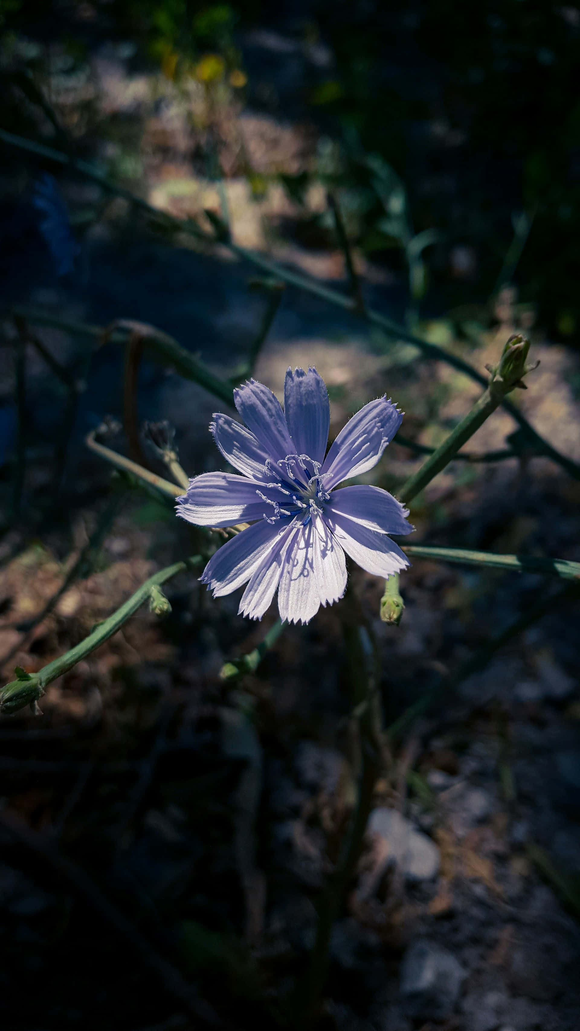 light purple chicory flower, dappled sunlight, dark green stems, 2K Phone Wallpaper
