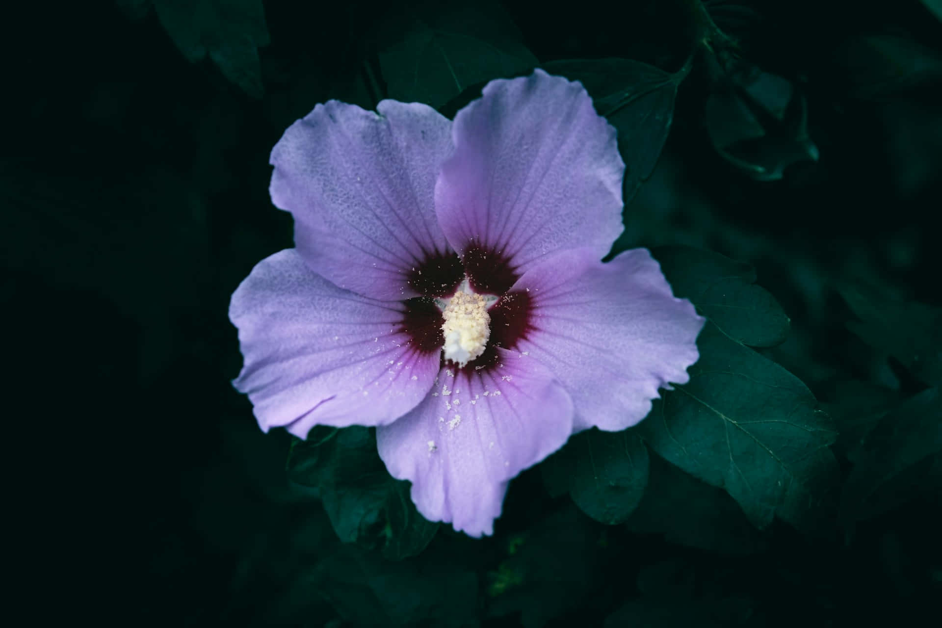 light purple hibiscus flower, dew drops, dark center, Full HD Desktop Wallpaper