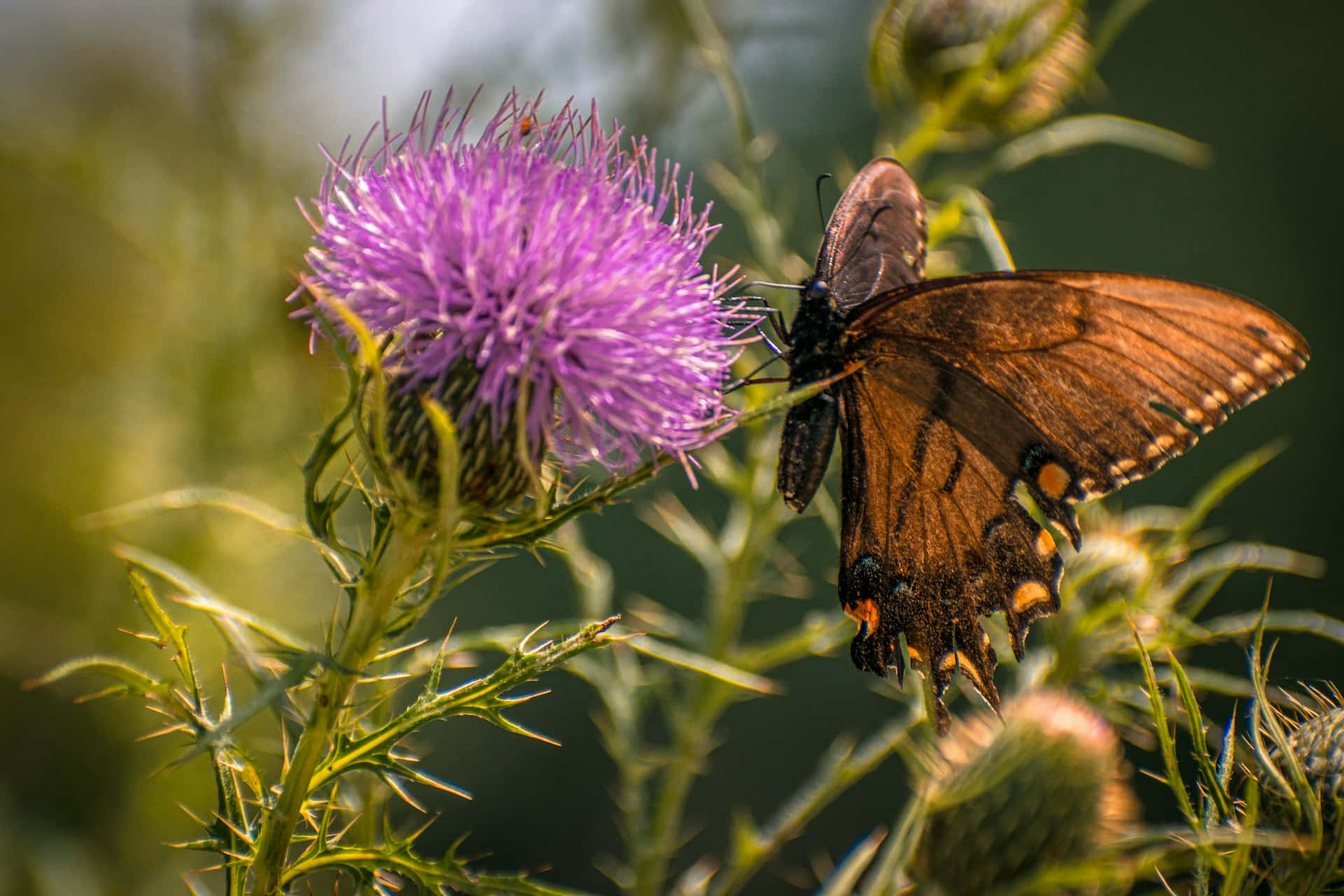 butterfly, thistle flower, vibrant purple, Full HD Desktop Wallpaper