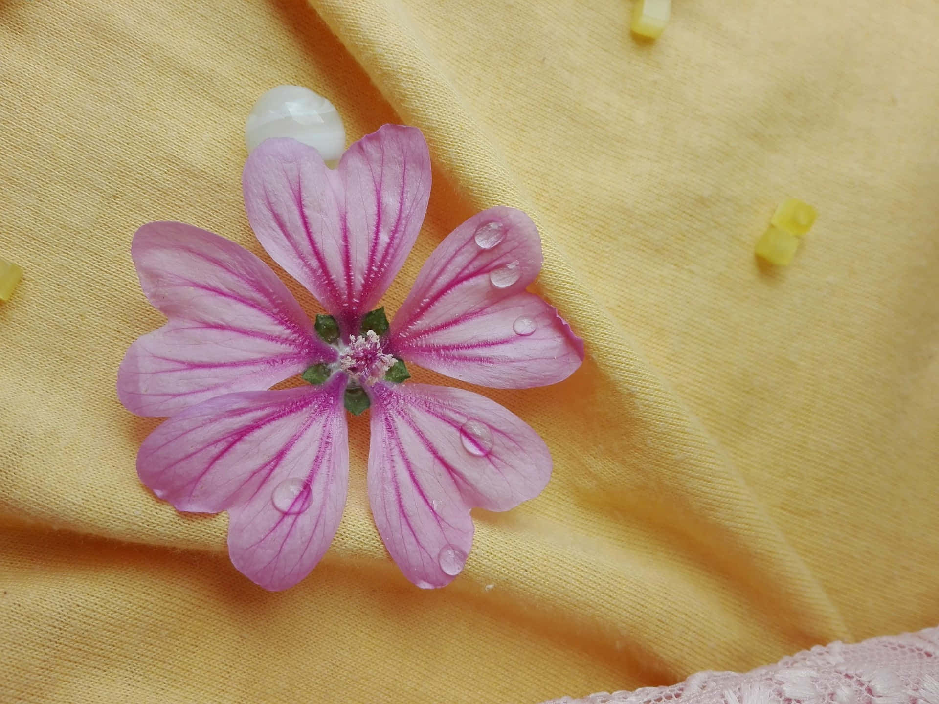 light purple flower, dewdrops, yellow fabric background, Full HD Desktop Wallpaper