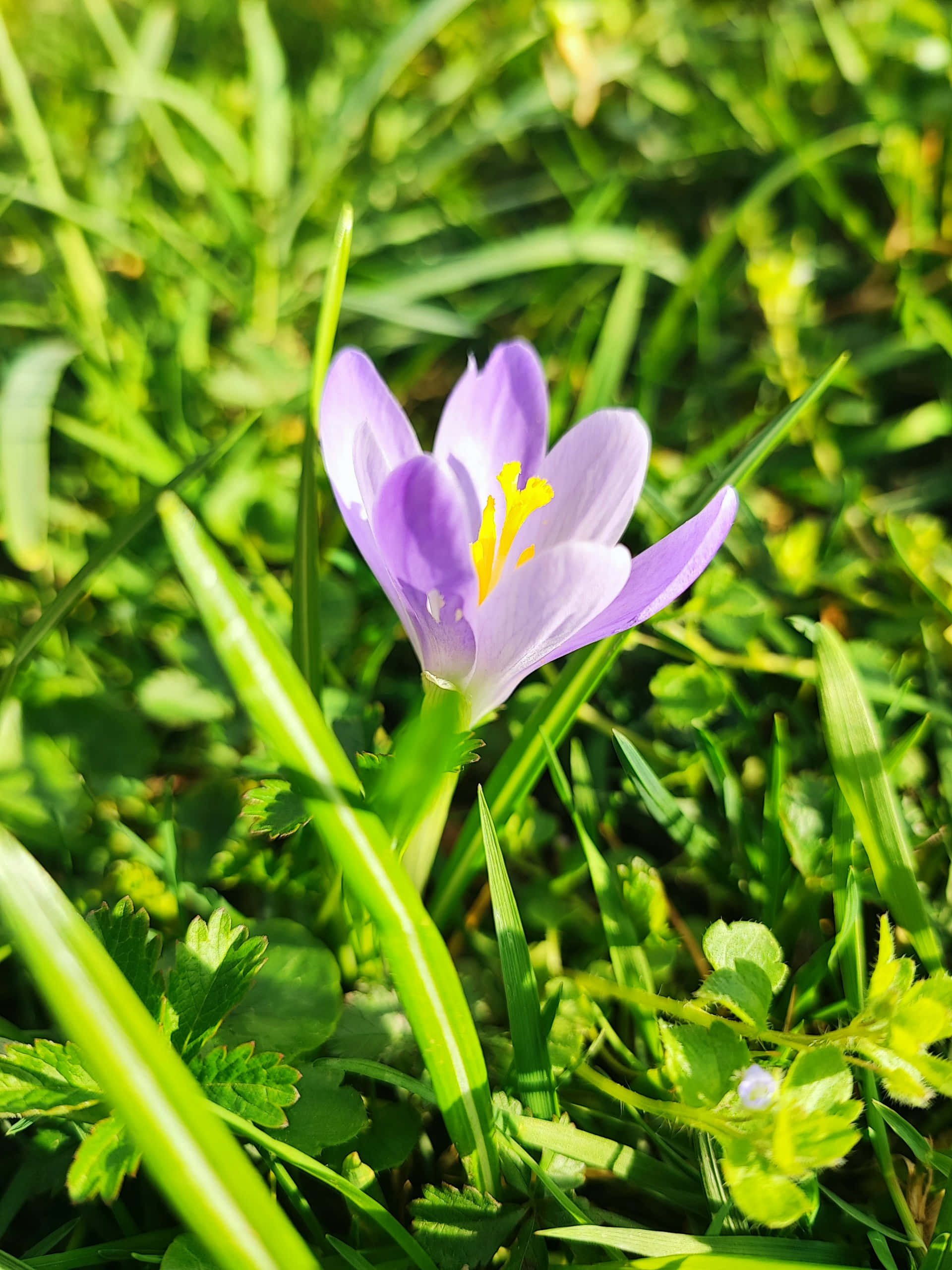 vibrant light purple crocus, vibrant green grass, bright sunlight, 2K Phone Wallpaper