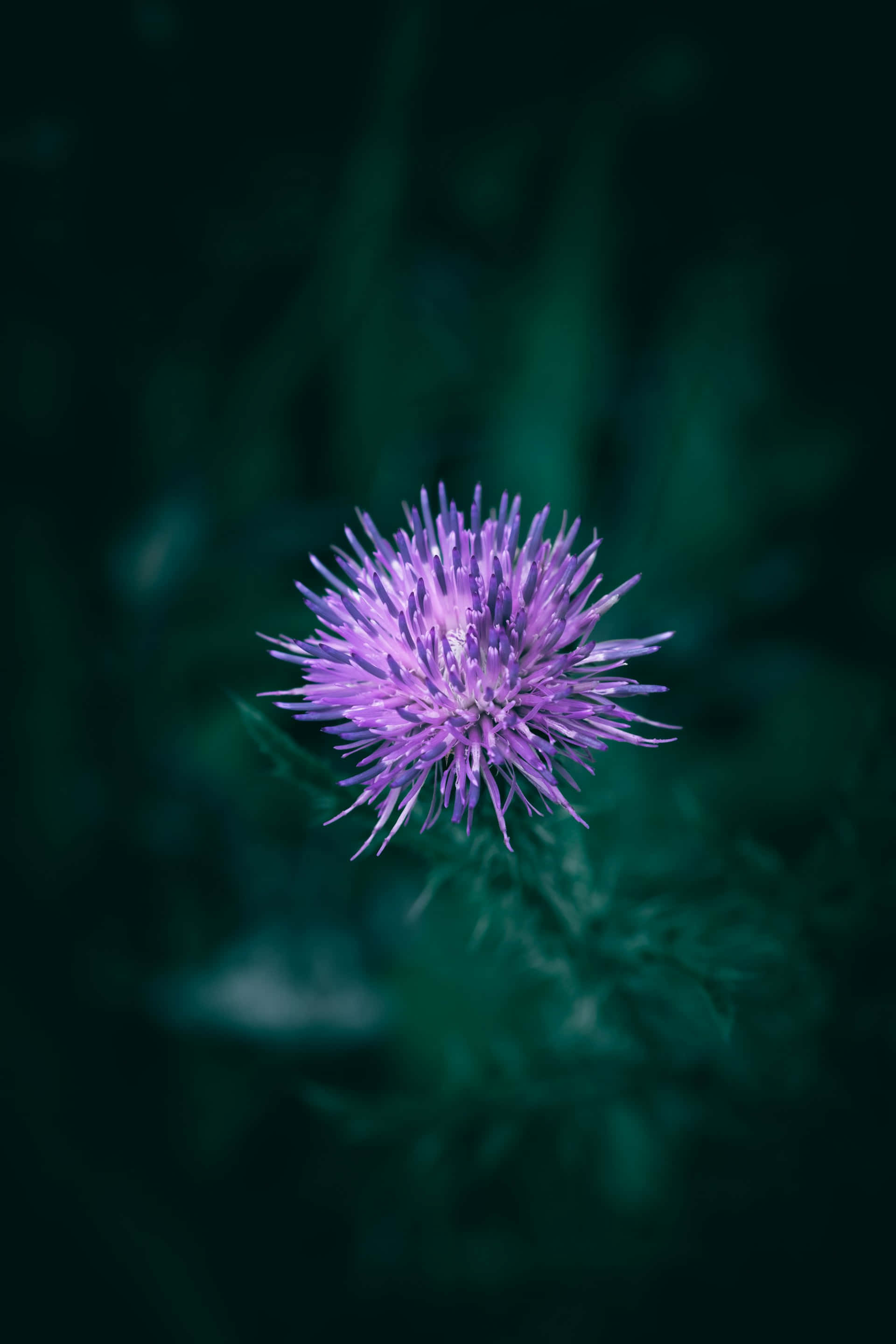 vibrant purple thistle flower, spiky petals, dark teal blurred background, 2K Phone Wallpaper
