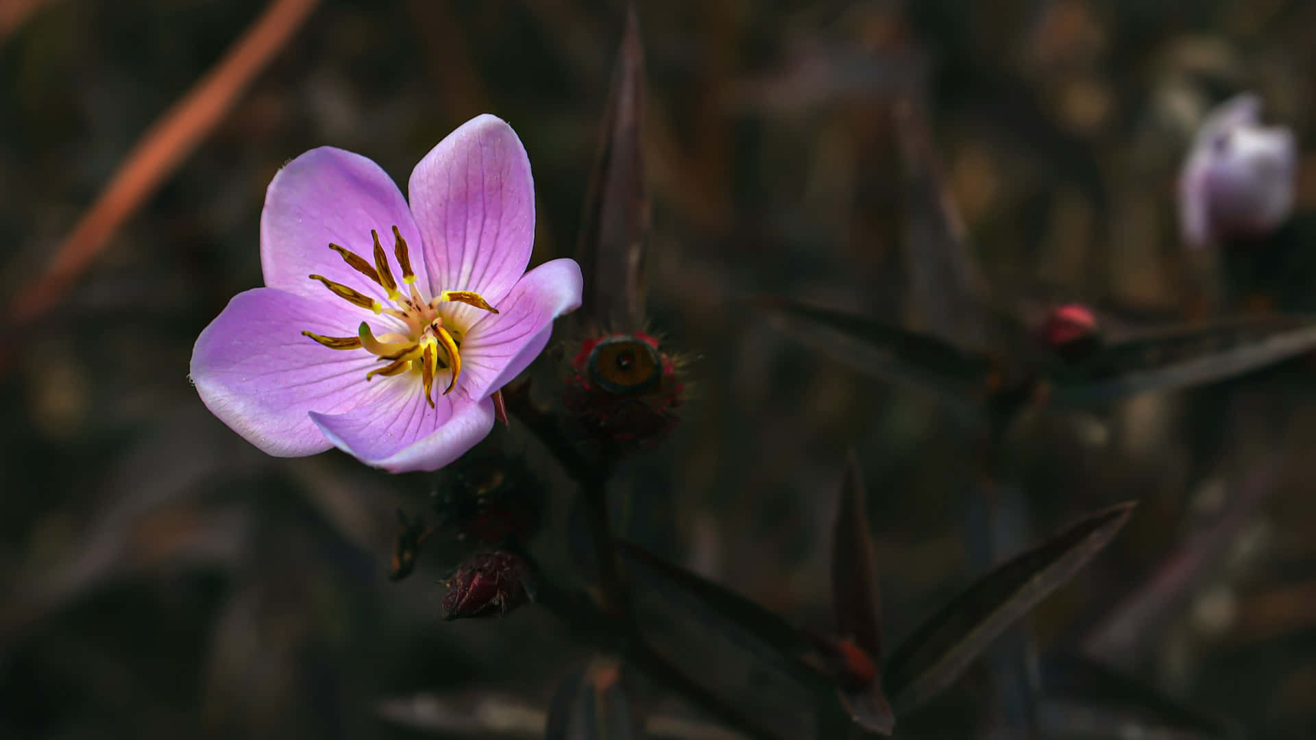 light purple wildflower, yellow stamens, dark blurred natural background, Full HD Desktop Wallpaper