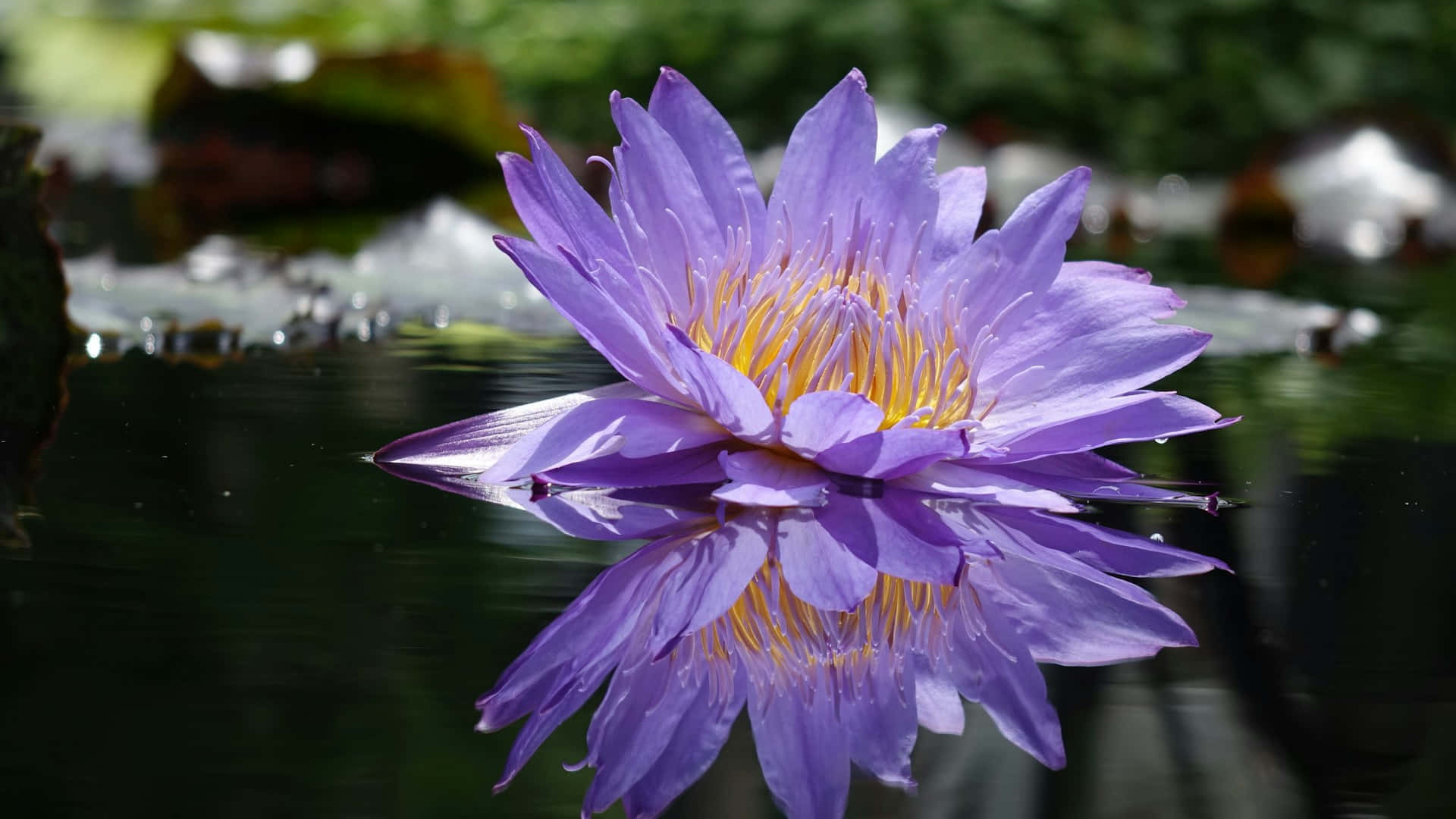 vibrant purple water lily, calm pond water, mirror reflection, Full HD Desktop Wallpaper