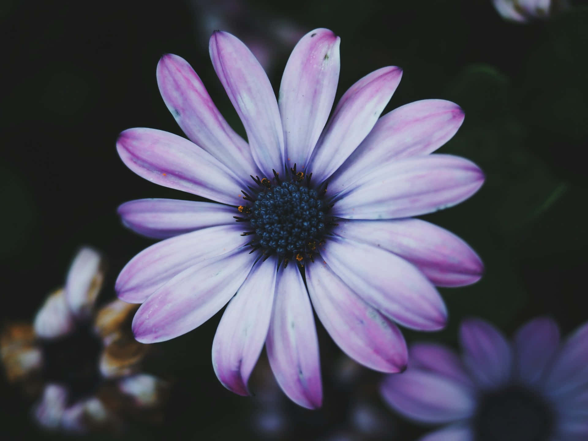 light purple daisy, vibrant purple, delicate petals, Full HD Desktop Wallpaper