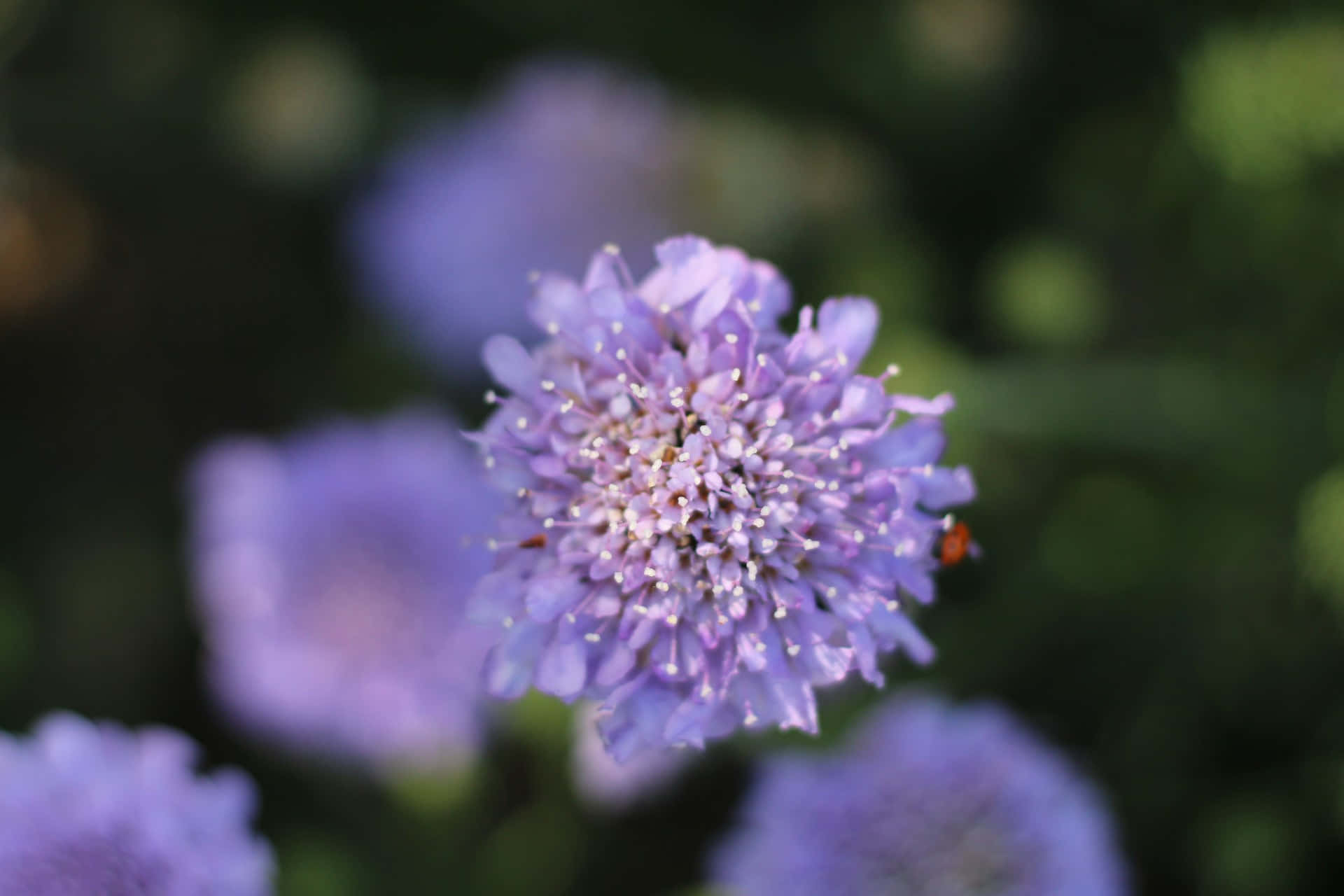 light purple flower, scabiosa flower, purple, Full HD Desktop Wallpaper