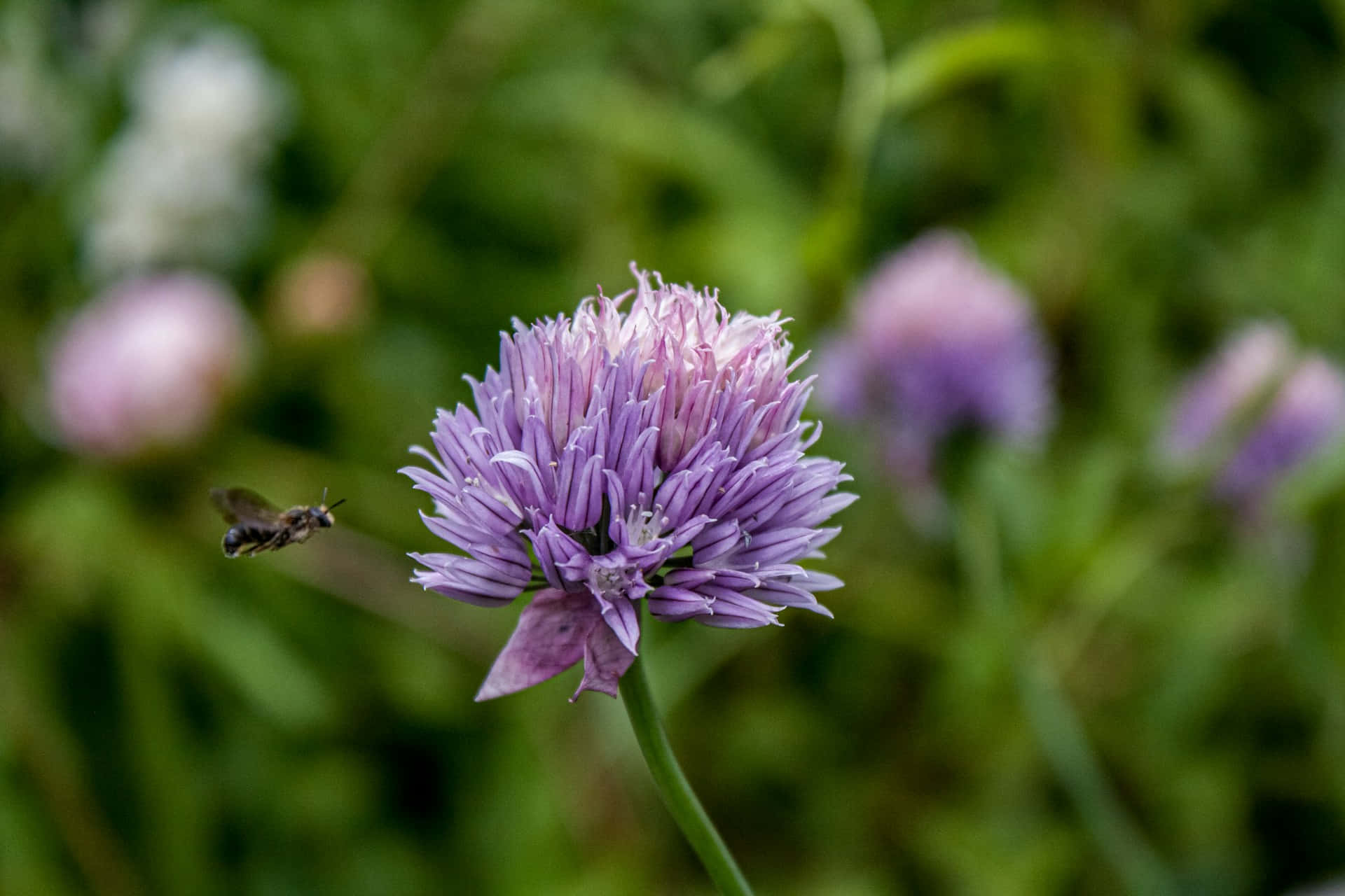light purple chive blossom, bee, lush green garden, Full HD Desktop Wallpaper