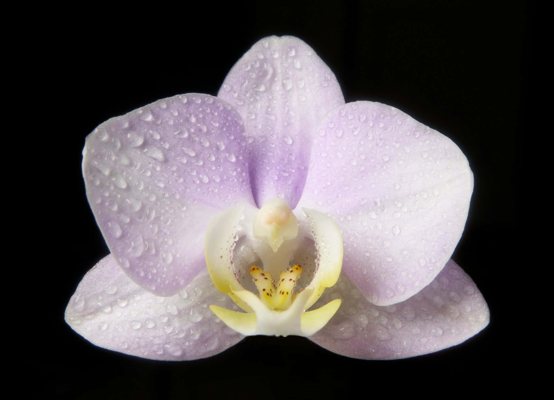 dew kissed light purple orchid, light purple orchid, dew drops, Full HD Desktop Wallpaper