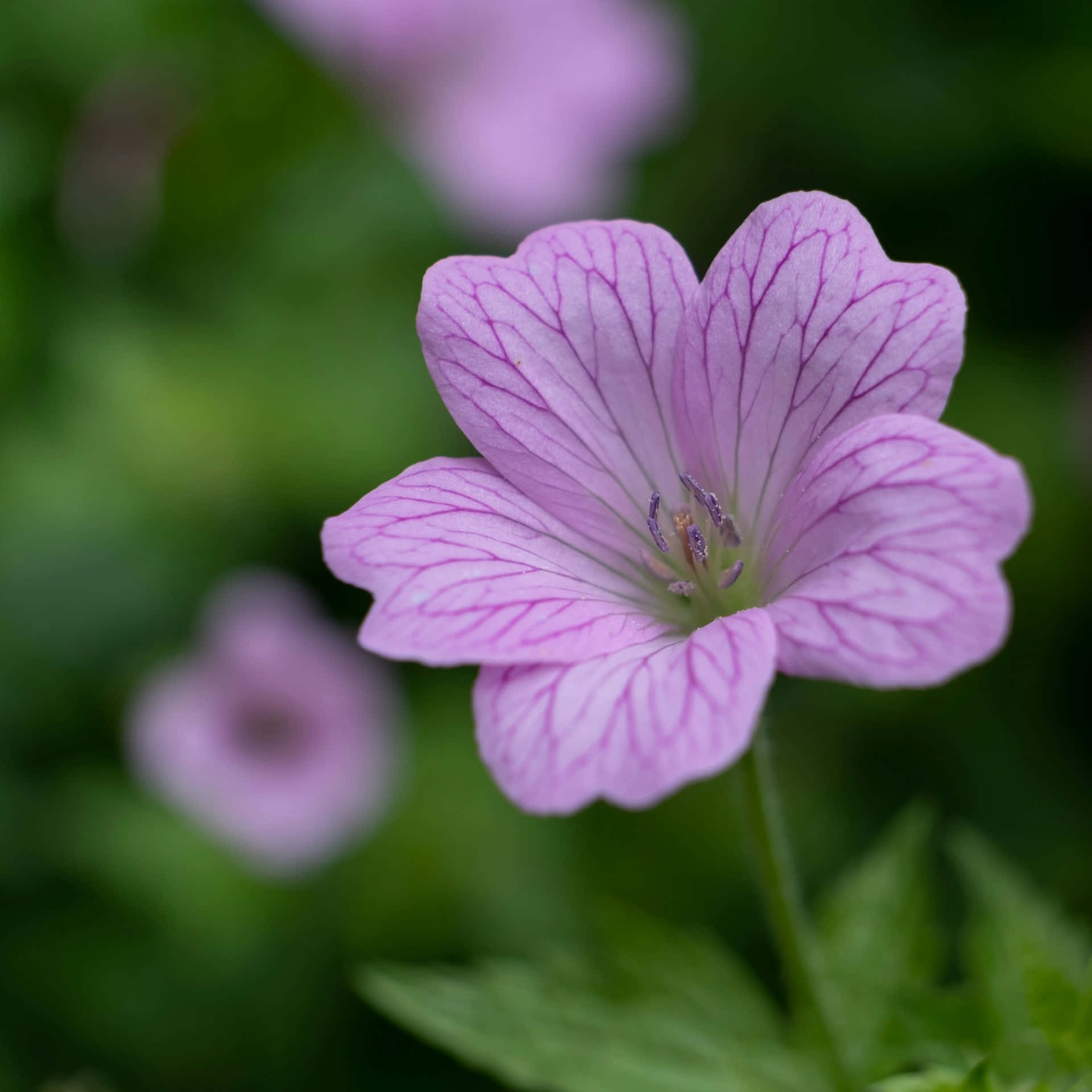 light purple flower, pink geranium flower, dark veins, Full HD Desktop Wallpaper
