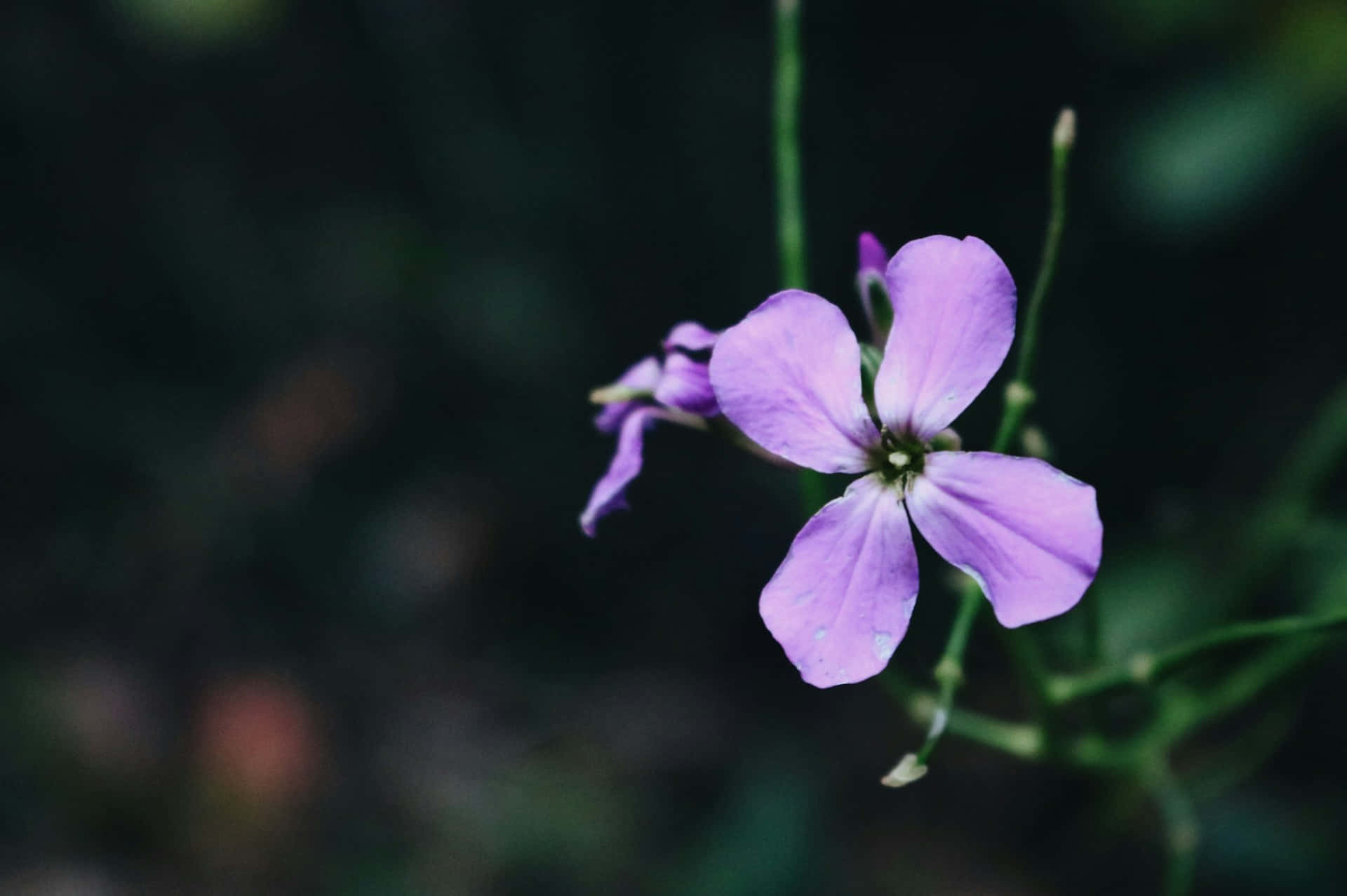 delicate light purple flower, dark blurred green background, four-petaled, Full HD Desktop Wallpaper