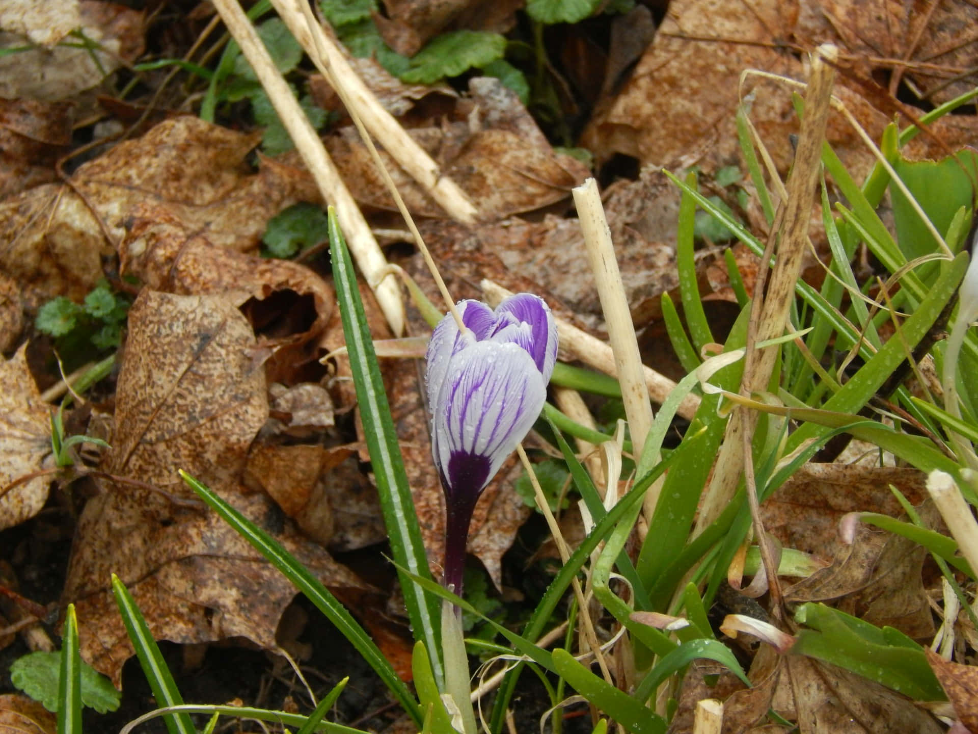 light purple crocus, purple and white striped crocus, brown fallen leaves, Full HD Desktop Wallpaper