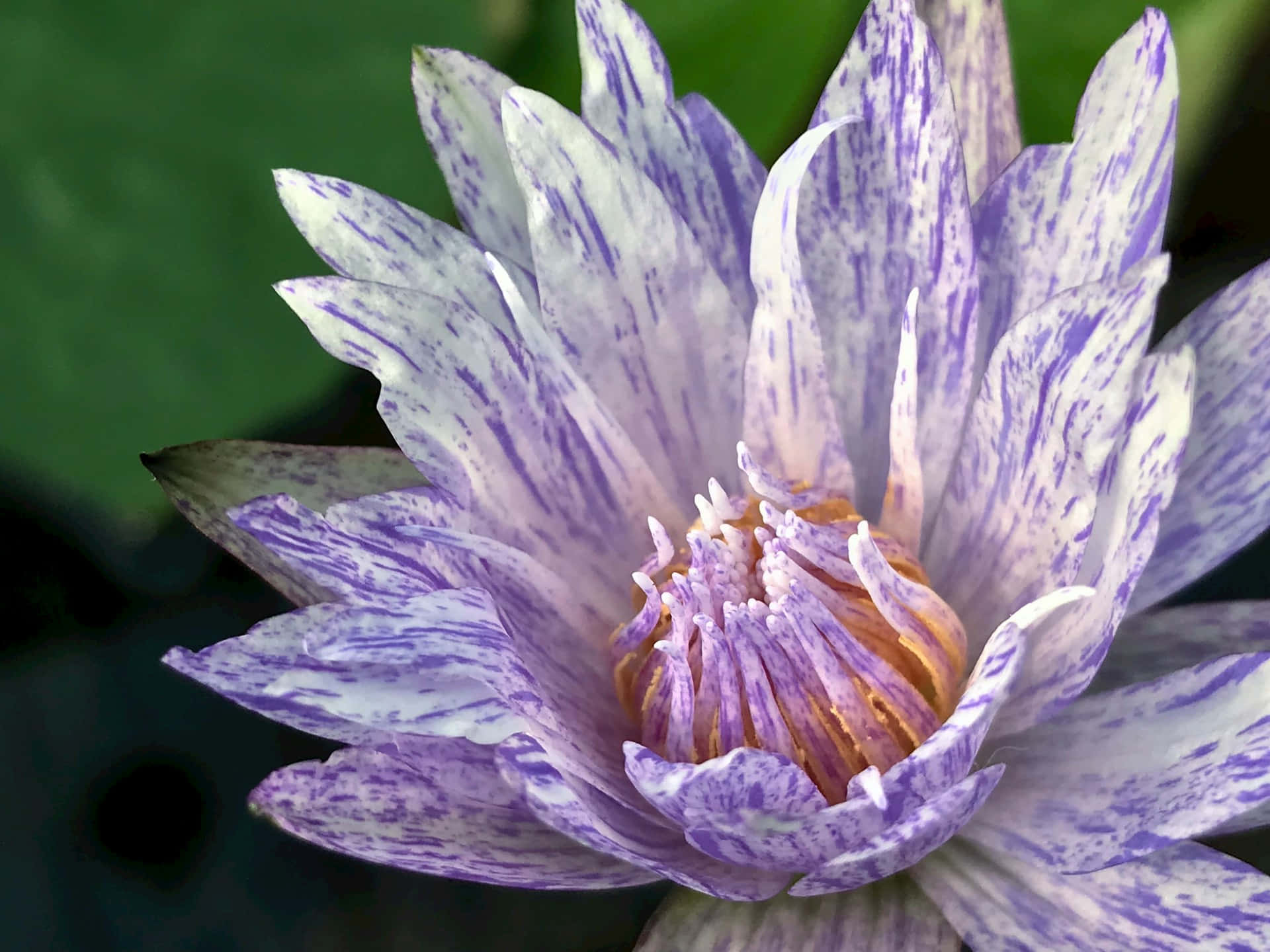 speckled purple water lily, white water lily, purple streaked petals, Full HD Desktop Wallpaper