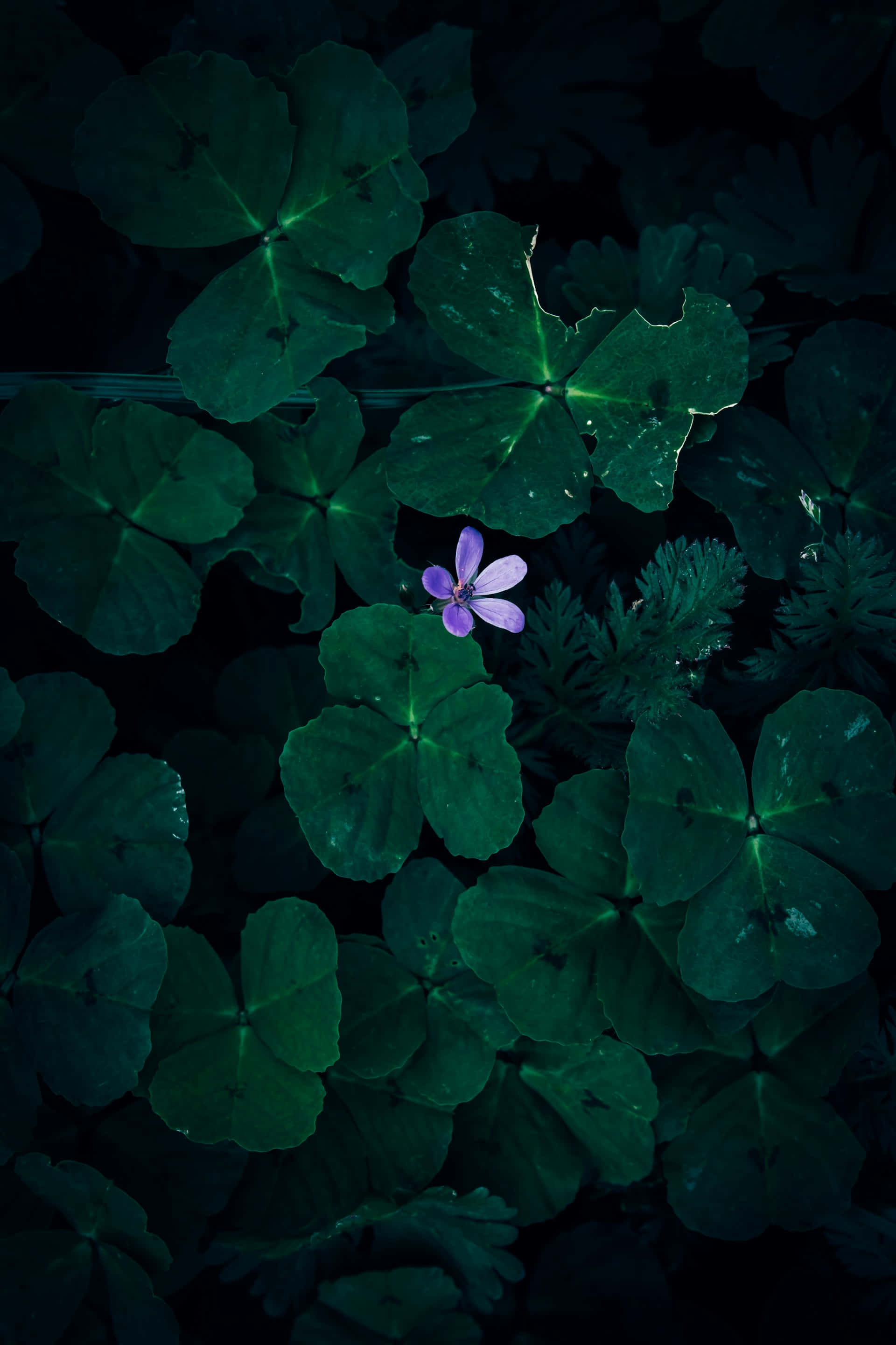 light purple flower, dark green foliage, single delicate purple flower, 2K Phone Wallpaper