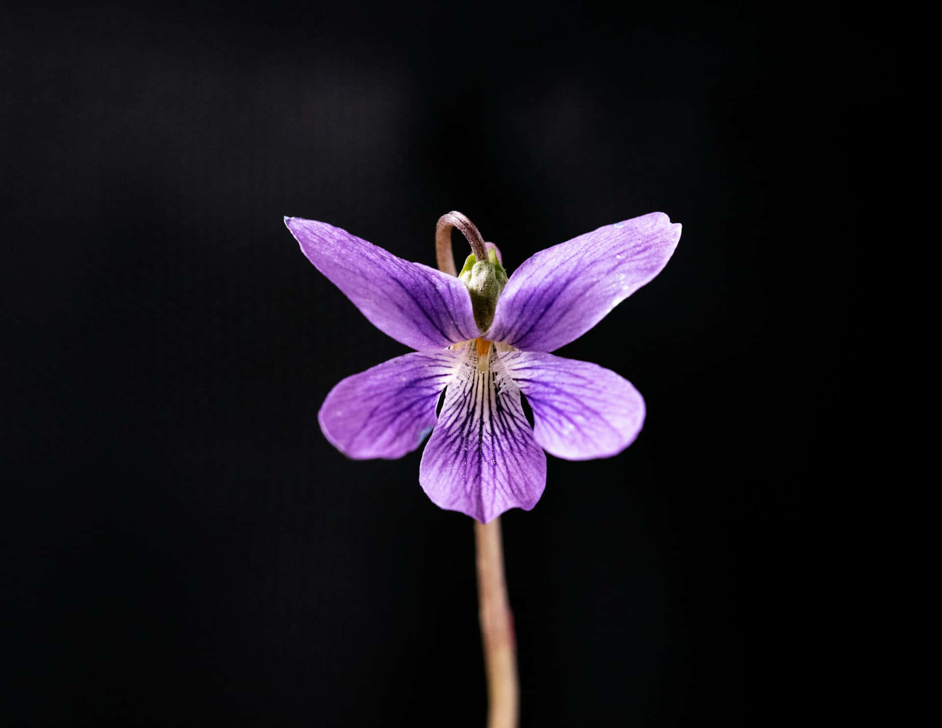 vibrant purple viola flower, violet flower, delicate veins, Full HD Desktop Wallpaper