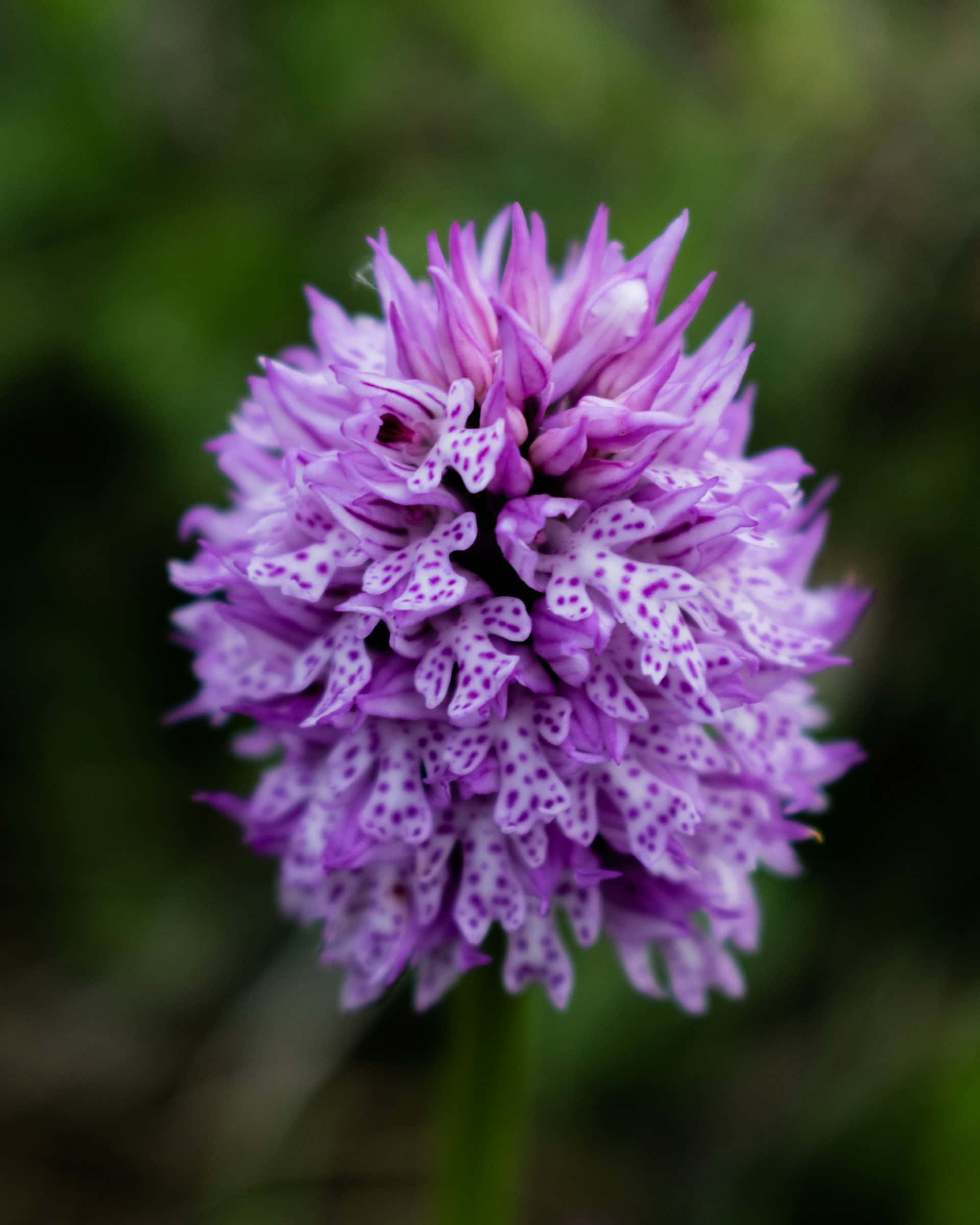 vibrant purple orchid, white spotted petals, soft green blurred background, Full HD Phone Wallpaper