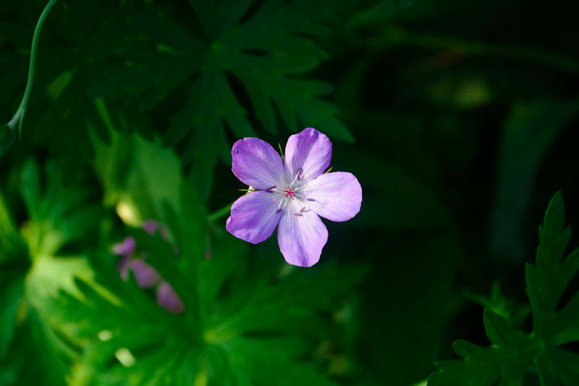 light purple flower, green foliage, geranium, Full HD Desktop Wallpaper
