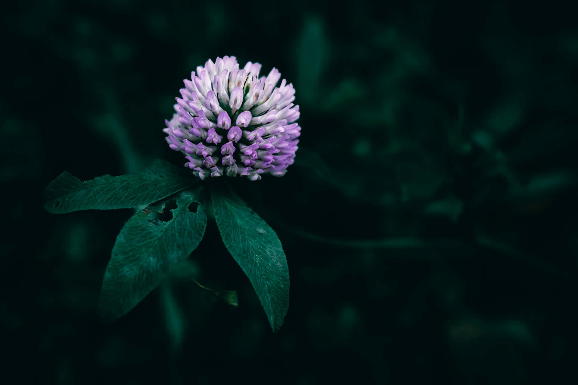 purple clover blossom, green leaves, dark blurred forest background, Full HD Desktop Wallpaper