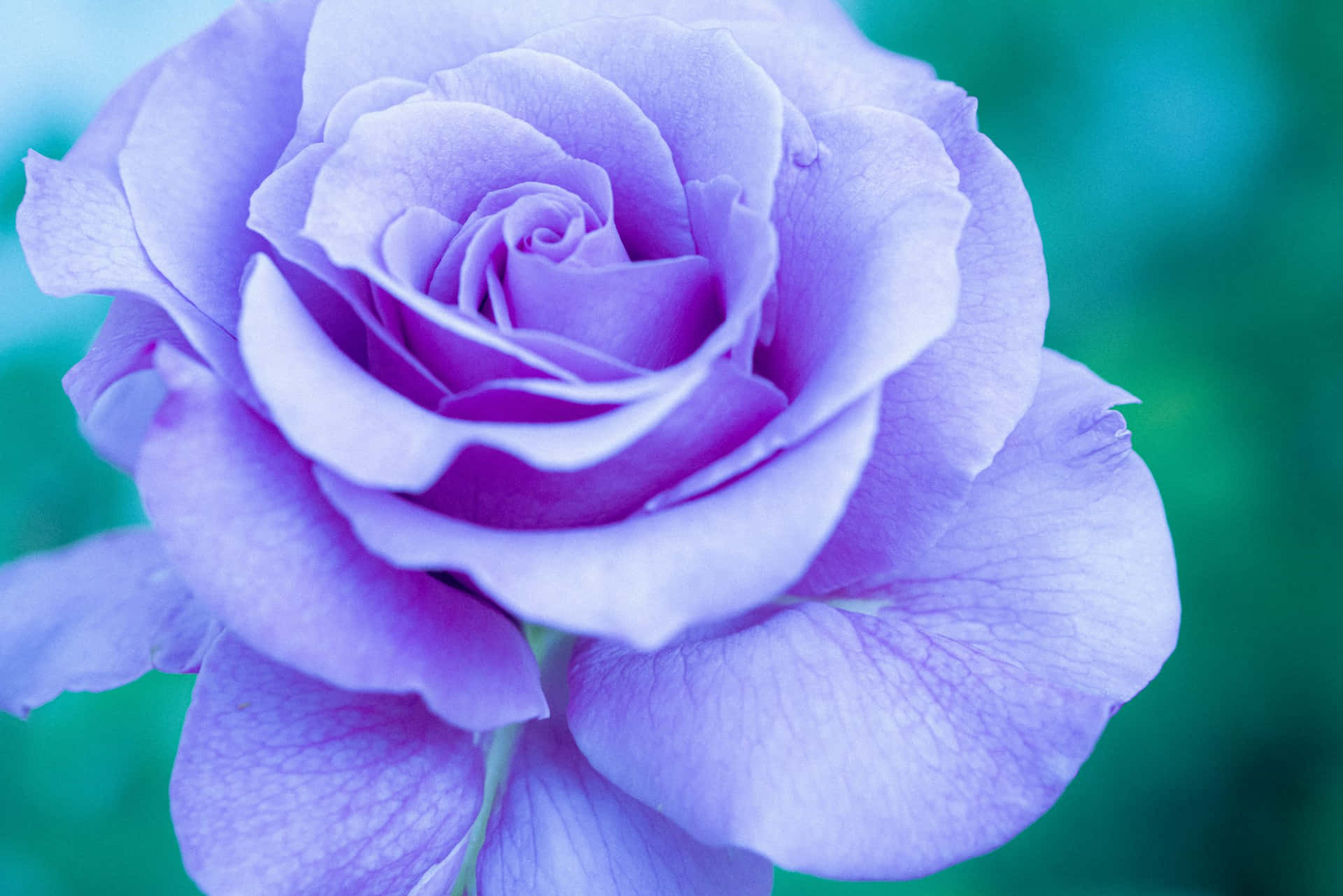 vibrant light purple rose, delicate petals unfurling, soft teal and green blurred background, Full HD Desktop Wallpaper