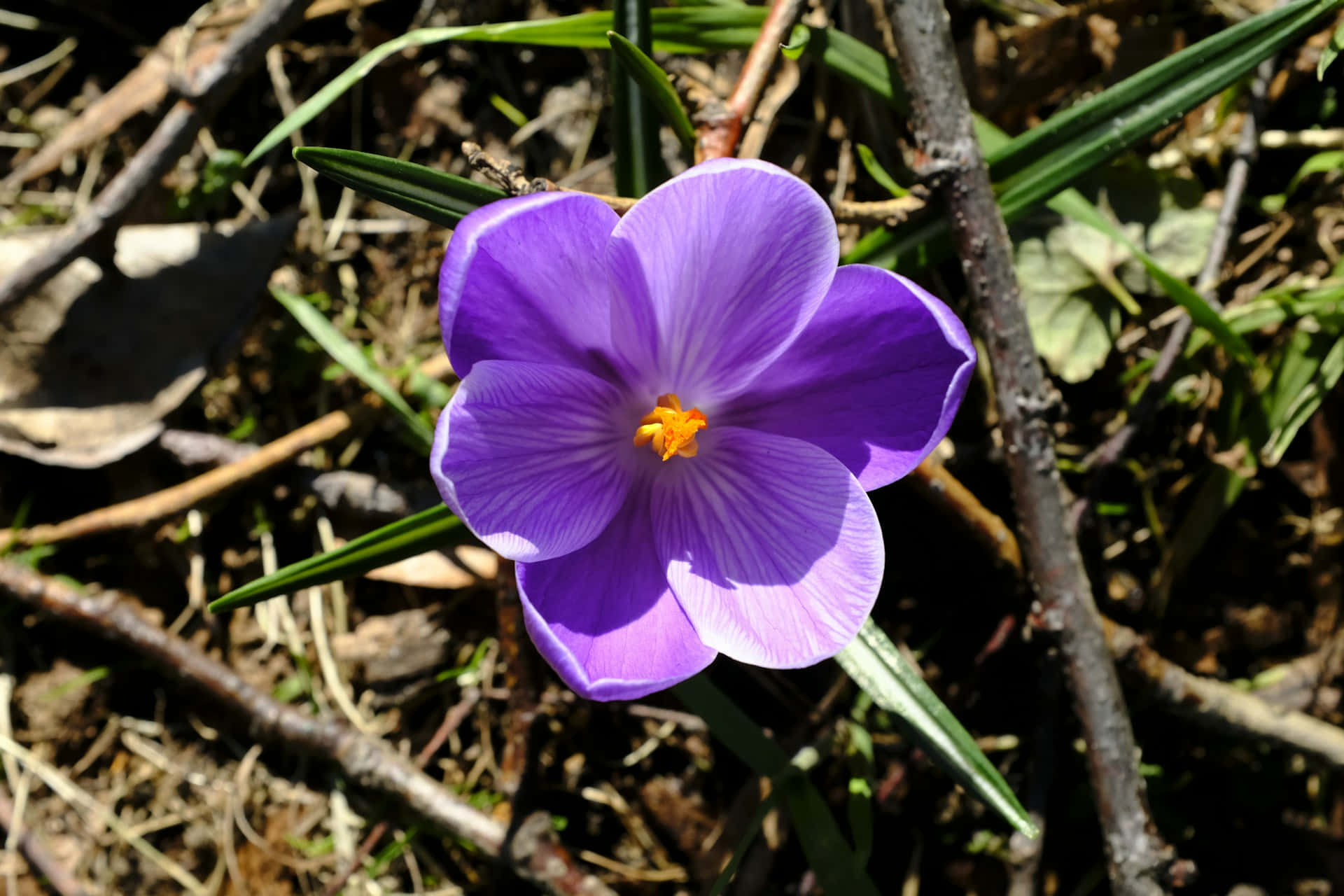 vibrant purple crocus flower, yellow center, green grass, Full HD Desktop Wallpaper