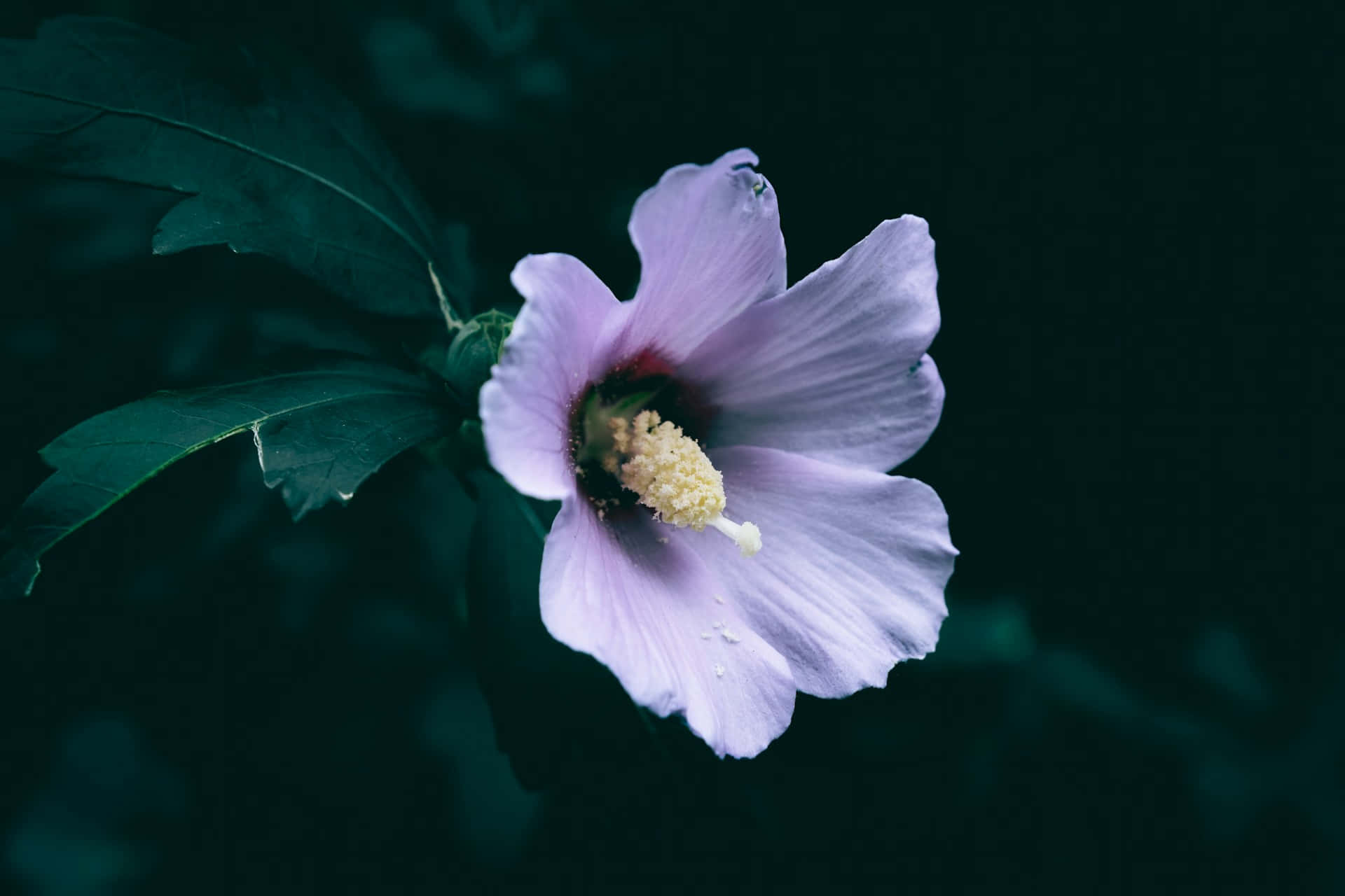 light purple hibiscus flower, yellow center, dark teal background, Full HD Desktop Wallpaper