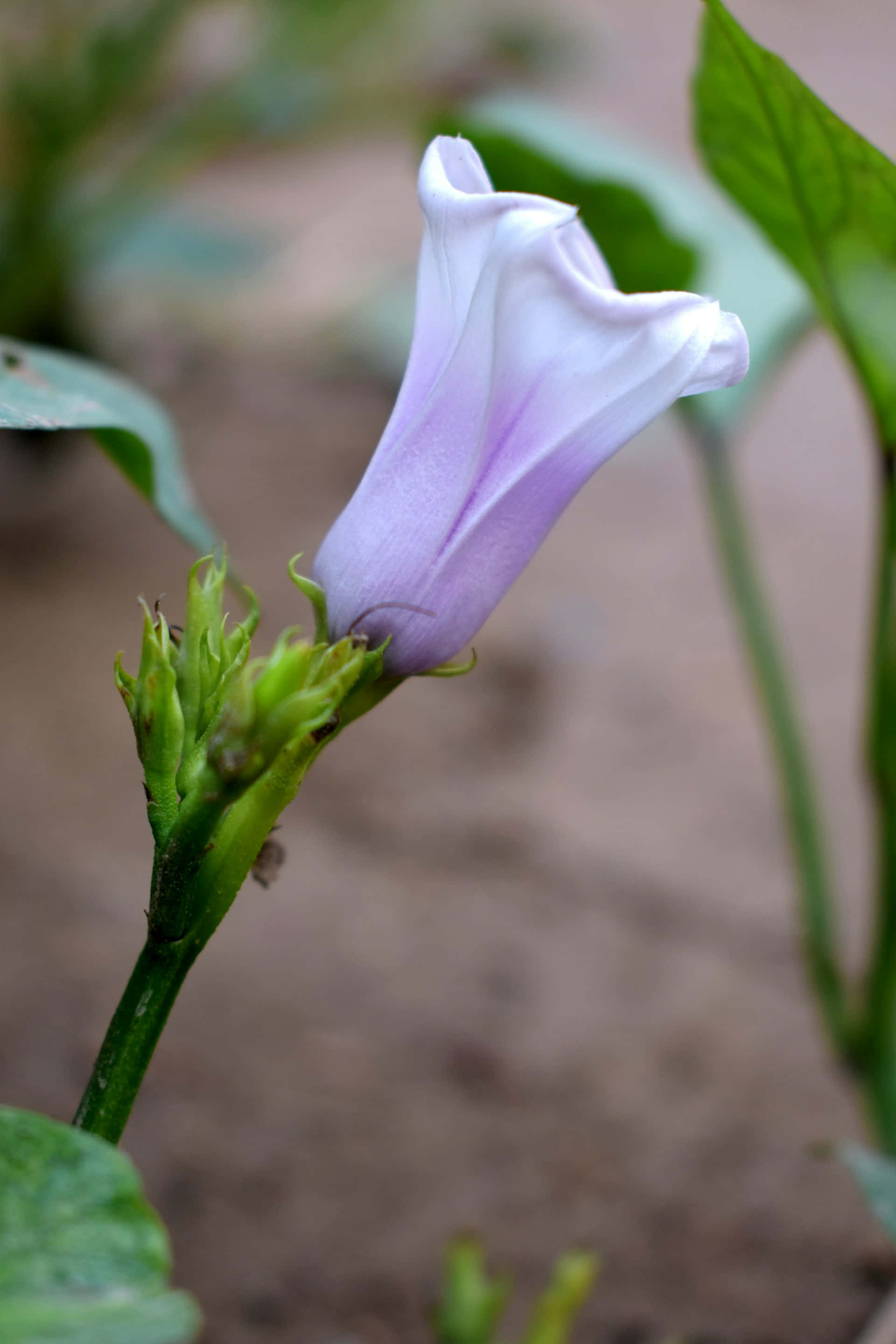 light purple, morning glory flower, green stem, 2K Phone Wallpaper