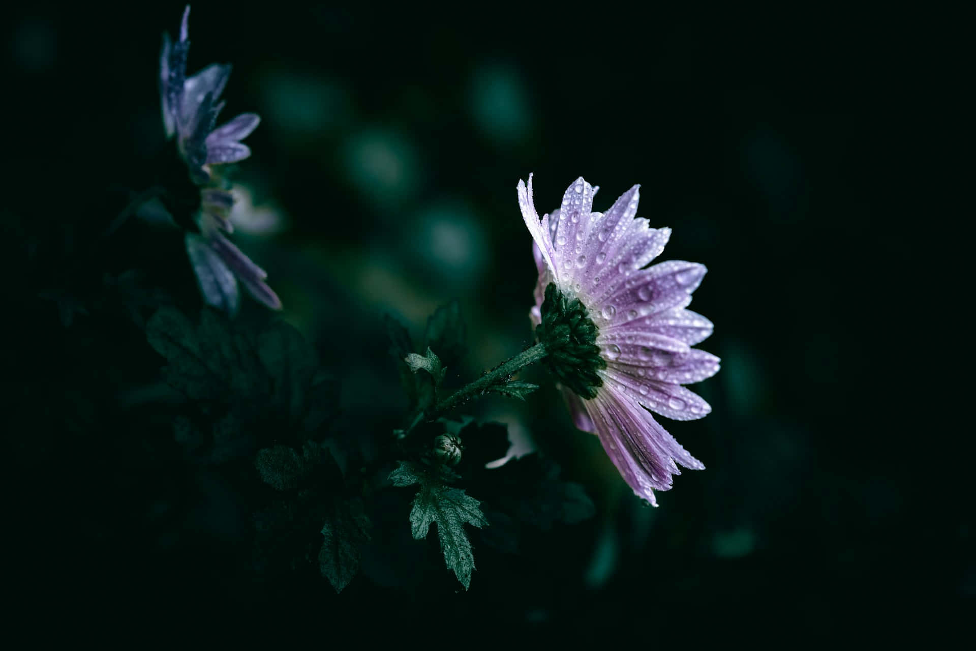 Misty Purple Flower, dark teal, black blurred garden backdrop, Full HD Desktop Wallpaper