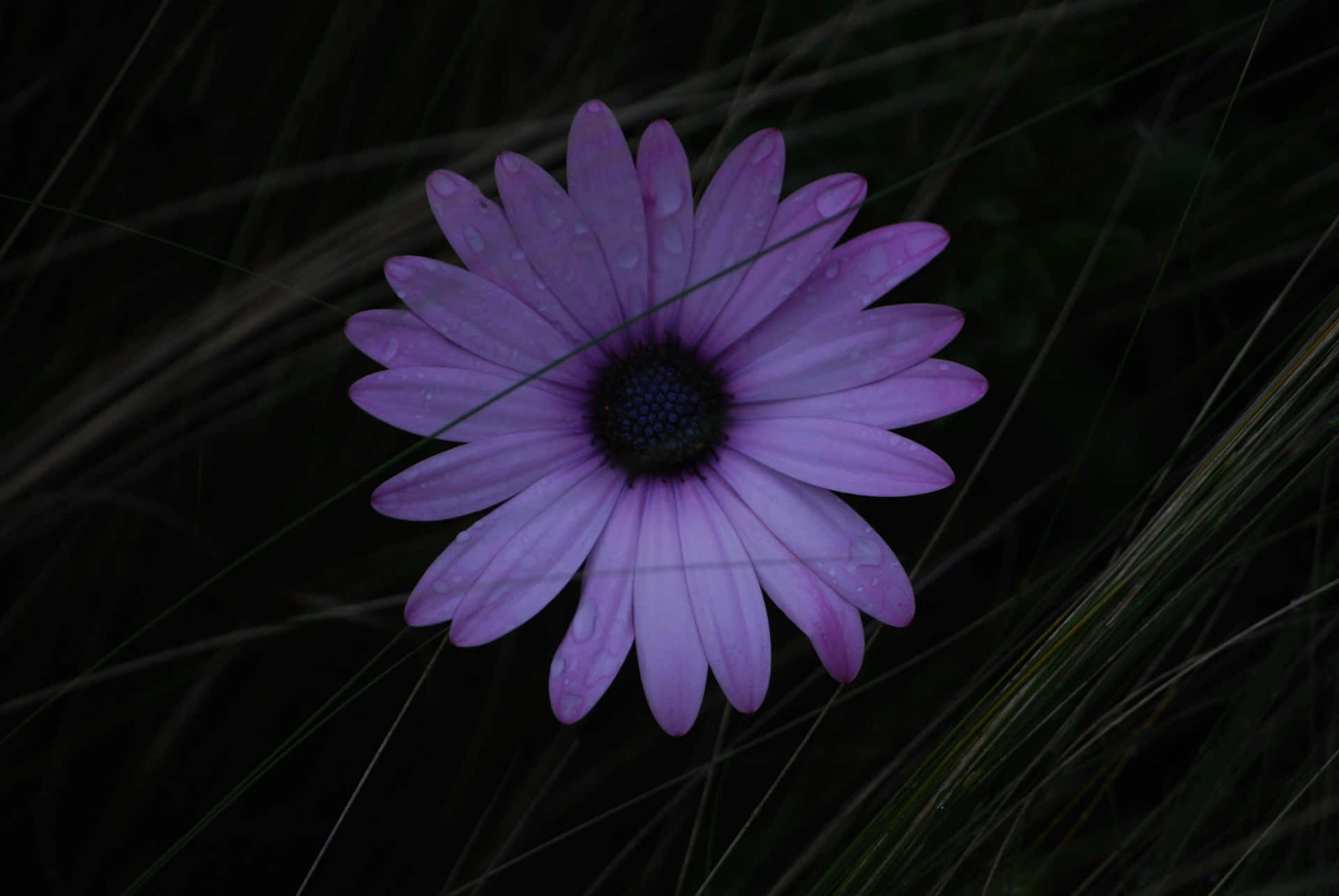 dewy purple daisy, dark backdrop, tall grasses, Full HD Desktop Wallpaper