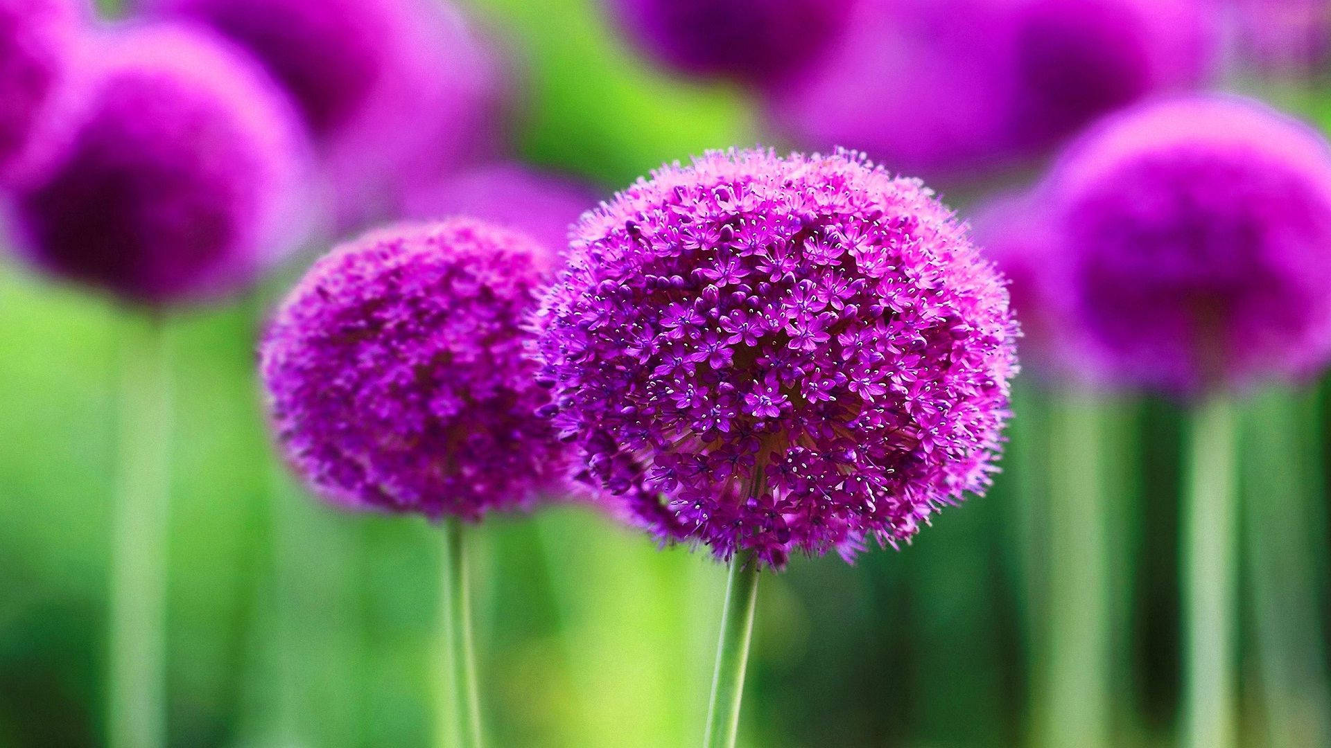 purple allium flowers, vibrant purple, soft focus, Full HD Desktop Wallpaper