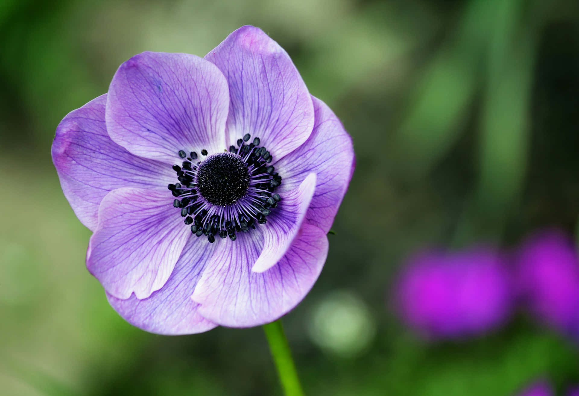 vibrant purple anemone, delicate petals, dark center, Full HD Desktop Wallpaper