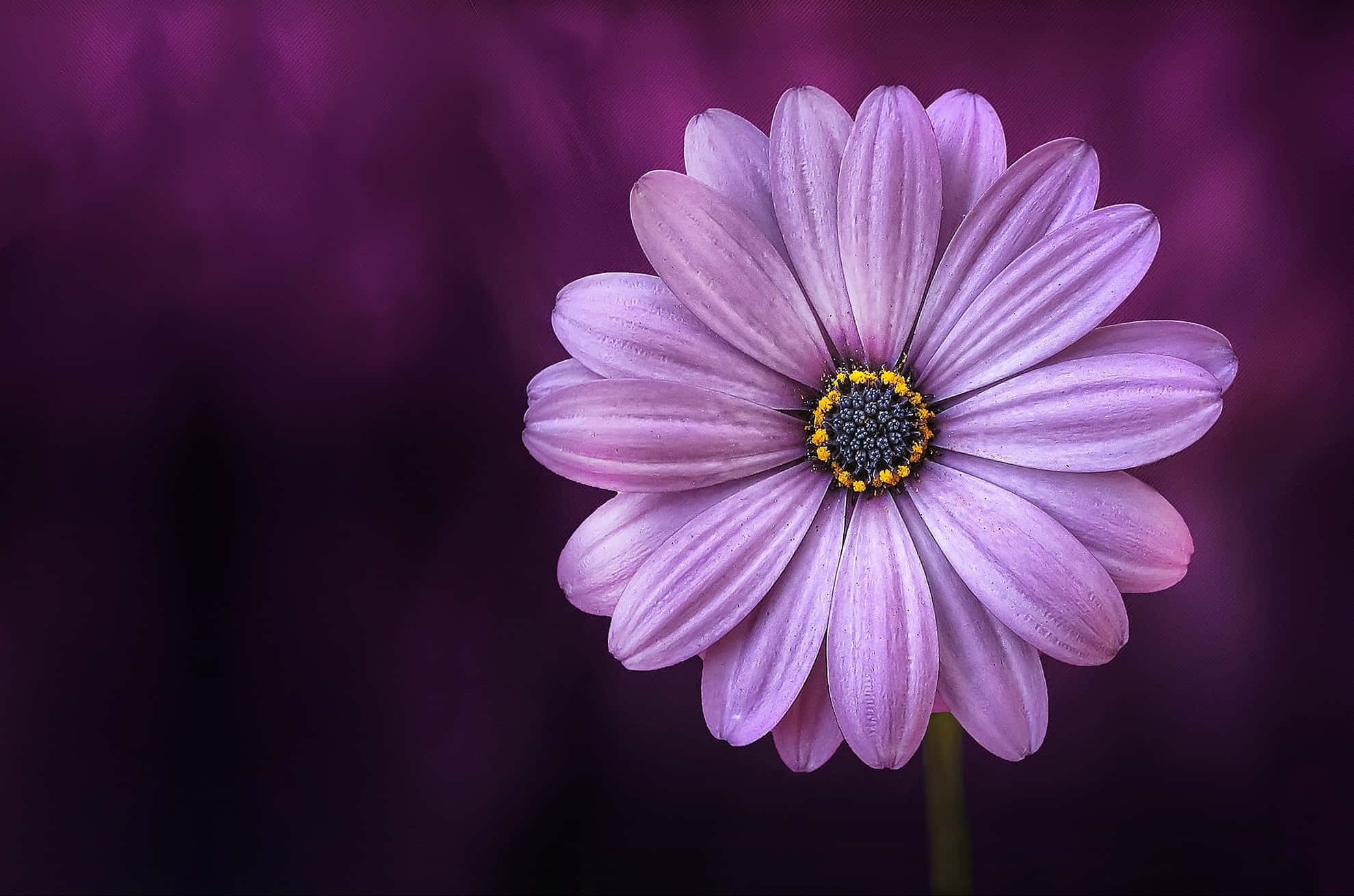 solid light purple, 1980 x 1311, purple daisy, Full HD Desktop Wallpaper