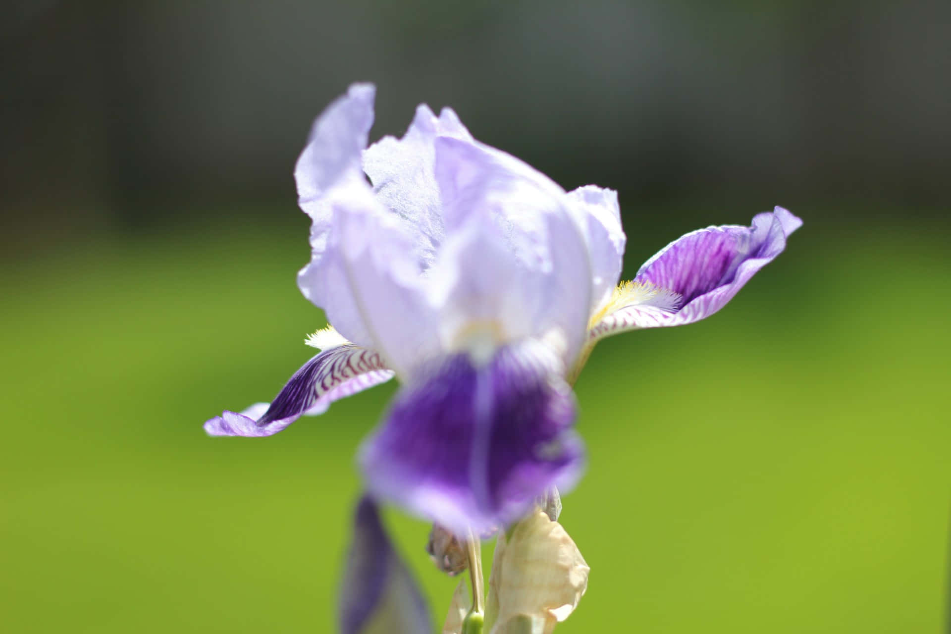light purple iris, purple and white iris, soft green lawn background, Full HD Desktop Wallpaper