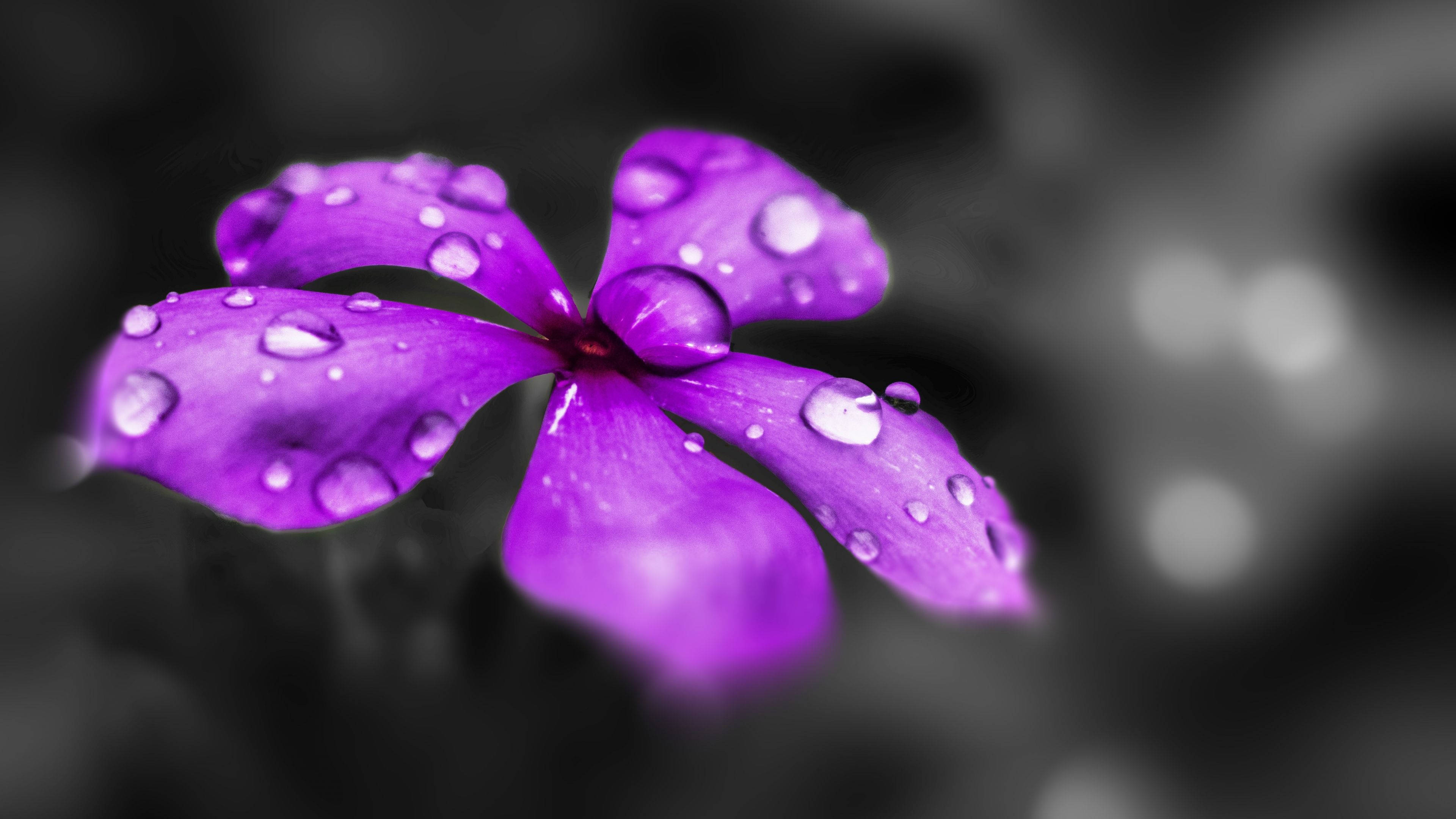 purple flower, glistening water droplets, soft black and white blurred background, 4K Desktop Wallpaper