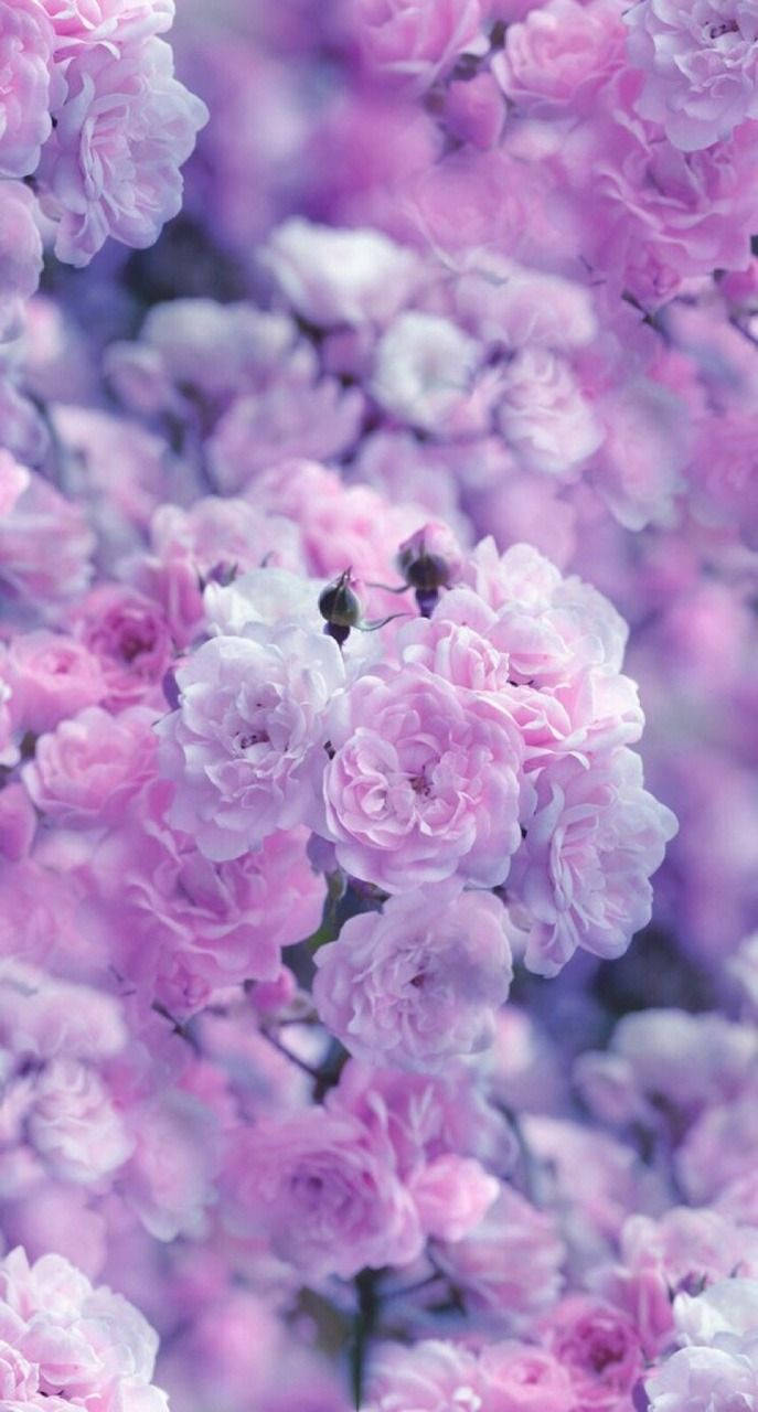 aesthetic purple flower, soft pink, lavender roses, HD Phone Wallpaper
